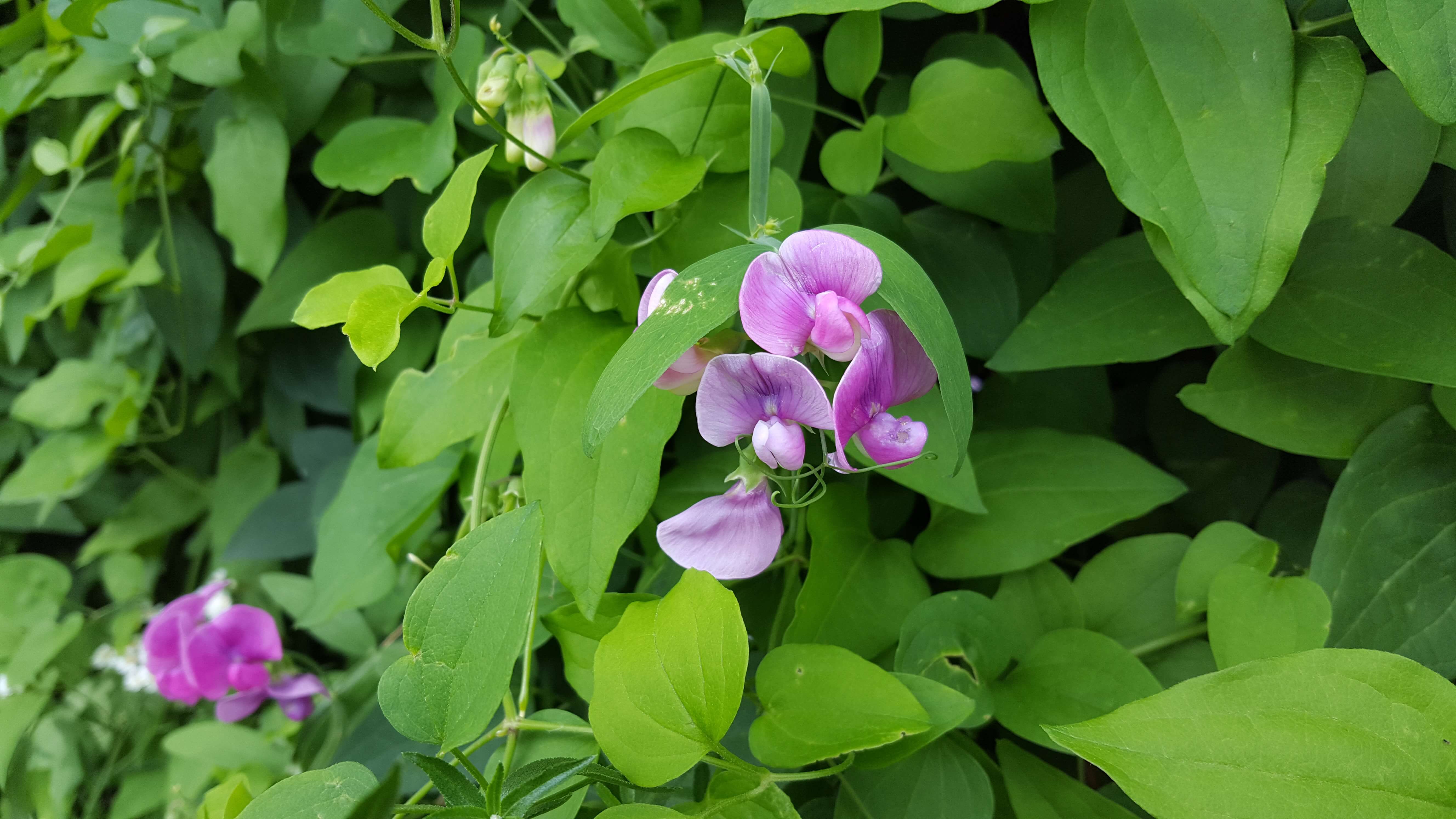 Purple flower