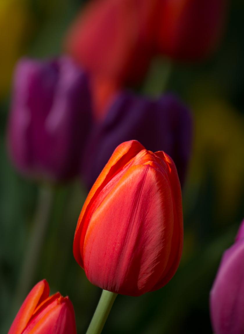 Red tulip