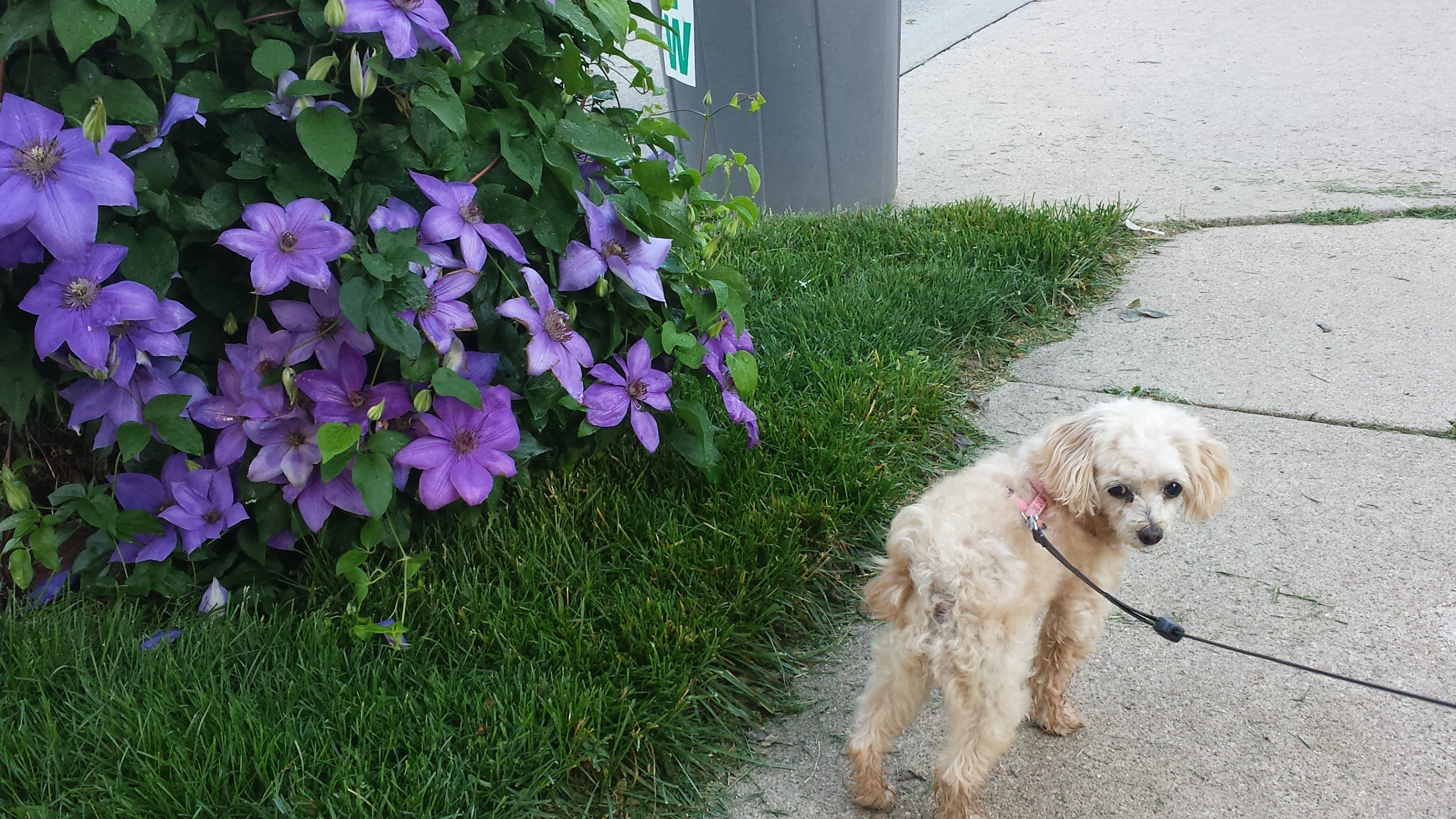 Purple Clematis and doggie