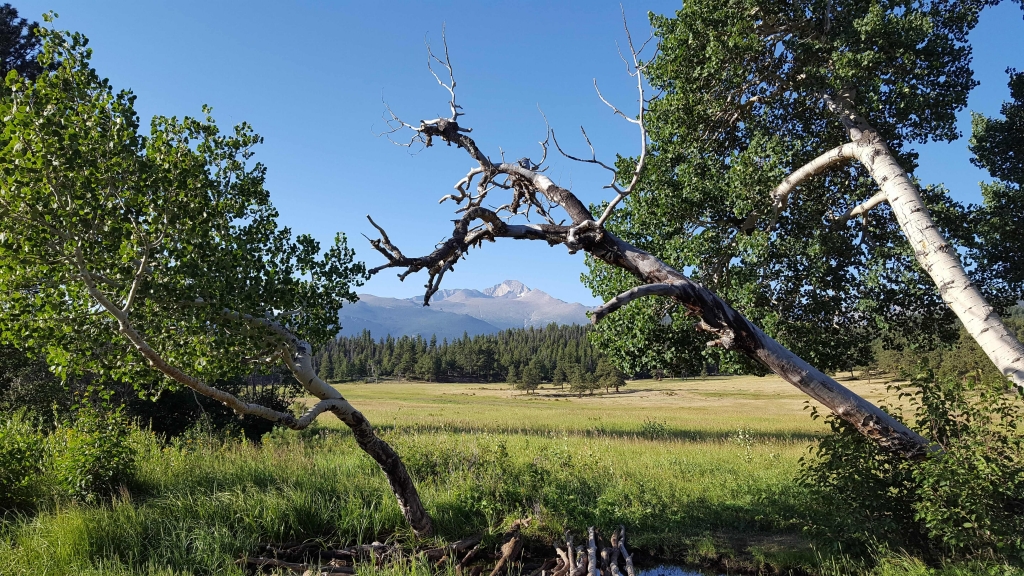 Long's Peak through the trees