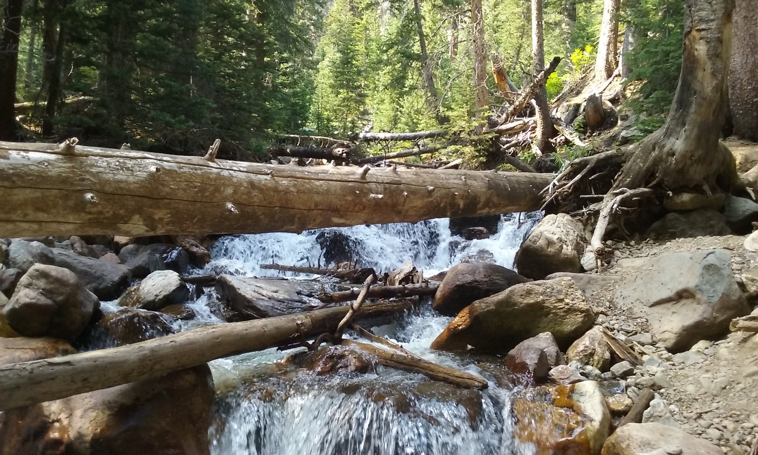Tree across Fall River on Old Fall River Road-RMNP