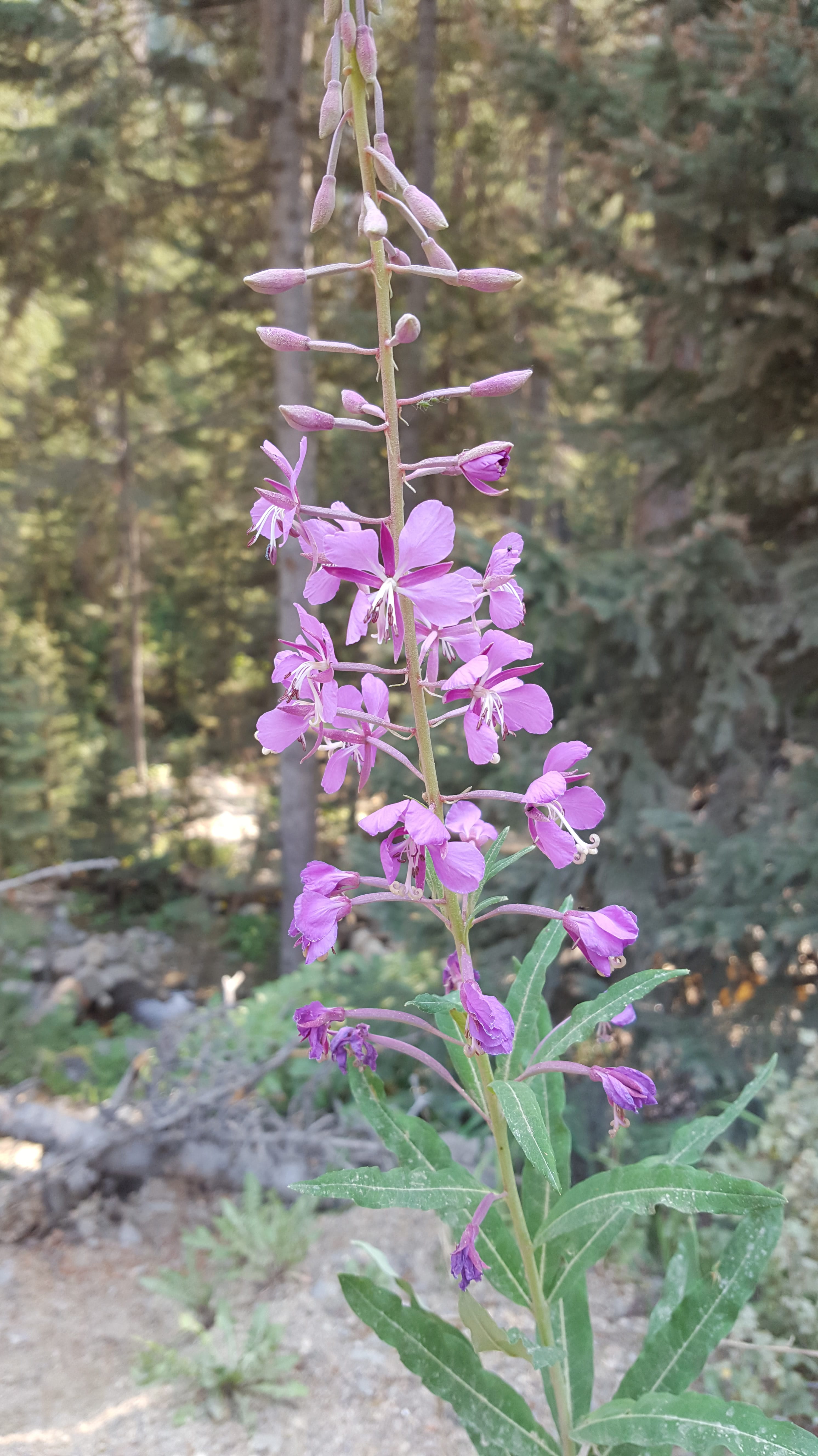 Purple wildflower-RMNP