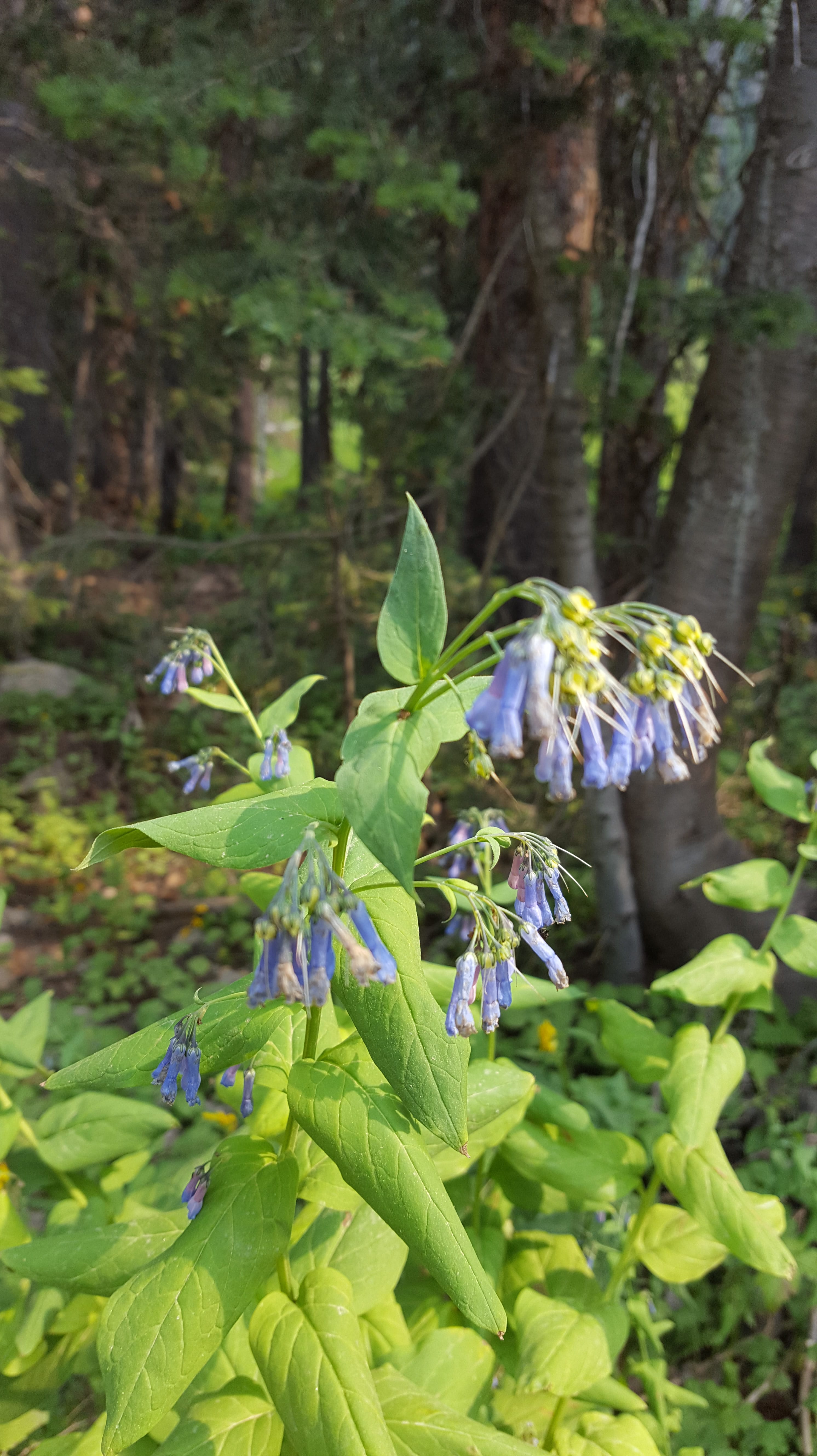 Bluebells in Rocky Mountain Nat'l Park