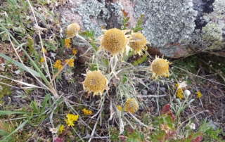 Sparse vegetation on Ute Trail in Rocky Mountain Nat'l Park