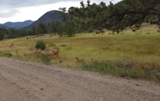 Deer in Rocky Mountain Nat'l Park