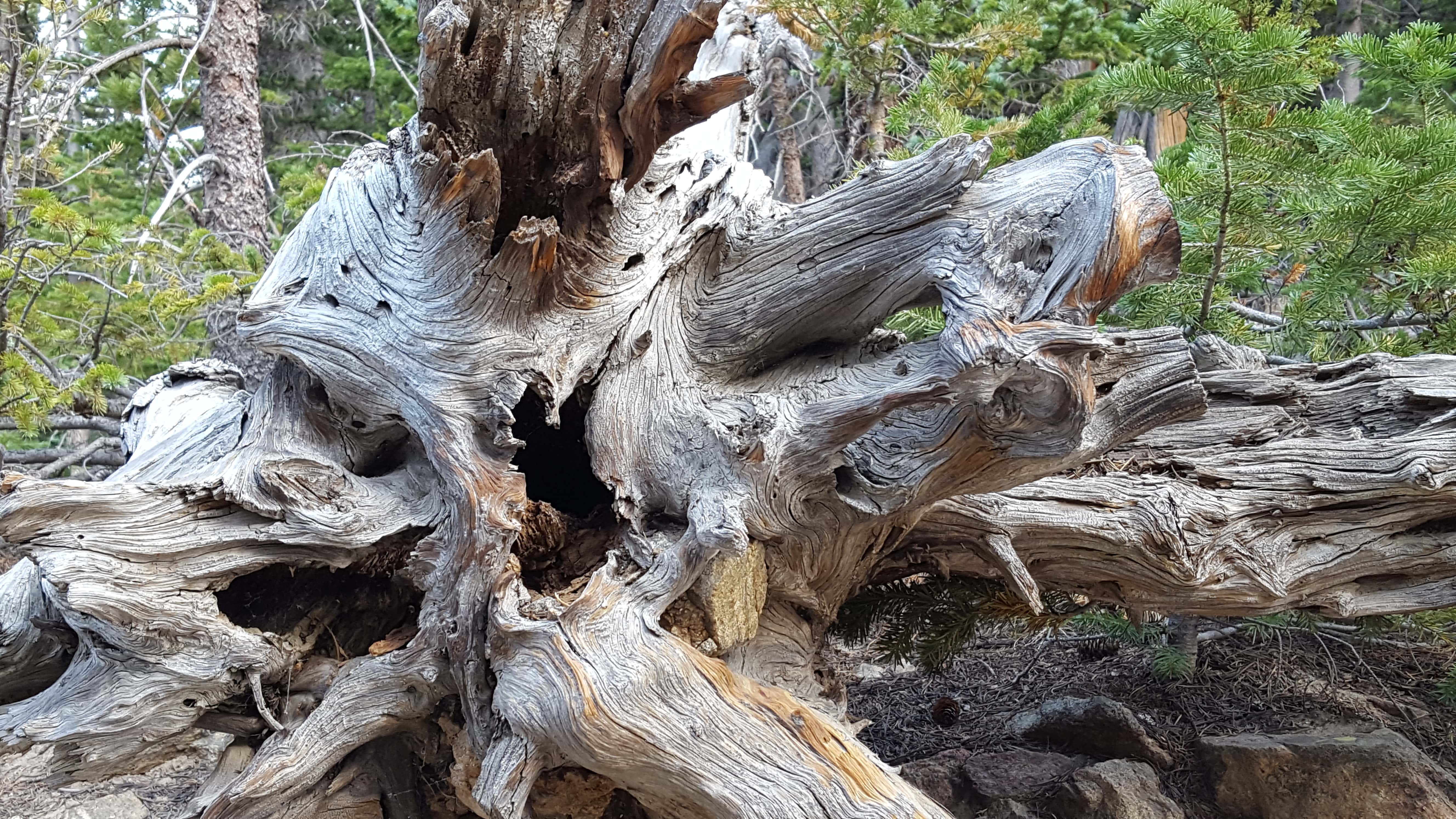 Dead roots in Rocky Mountain Nat'l Park