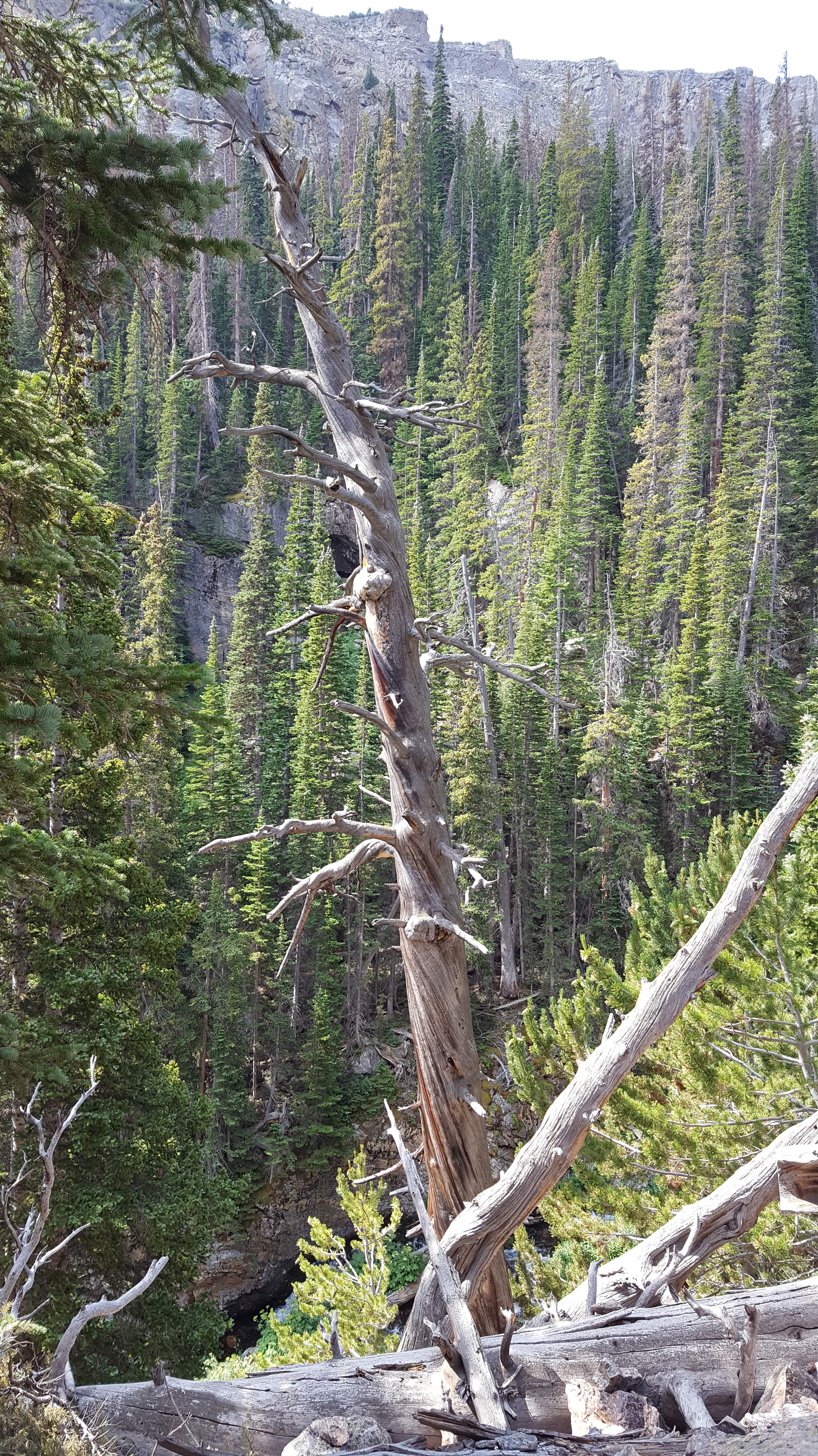 Dead twisted tree