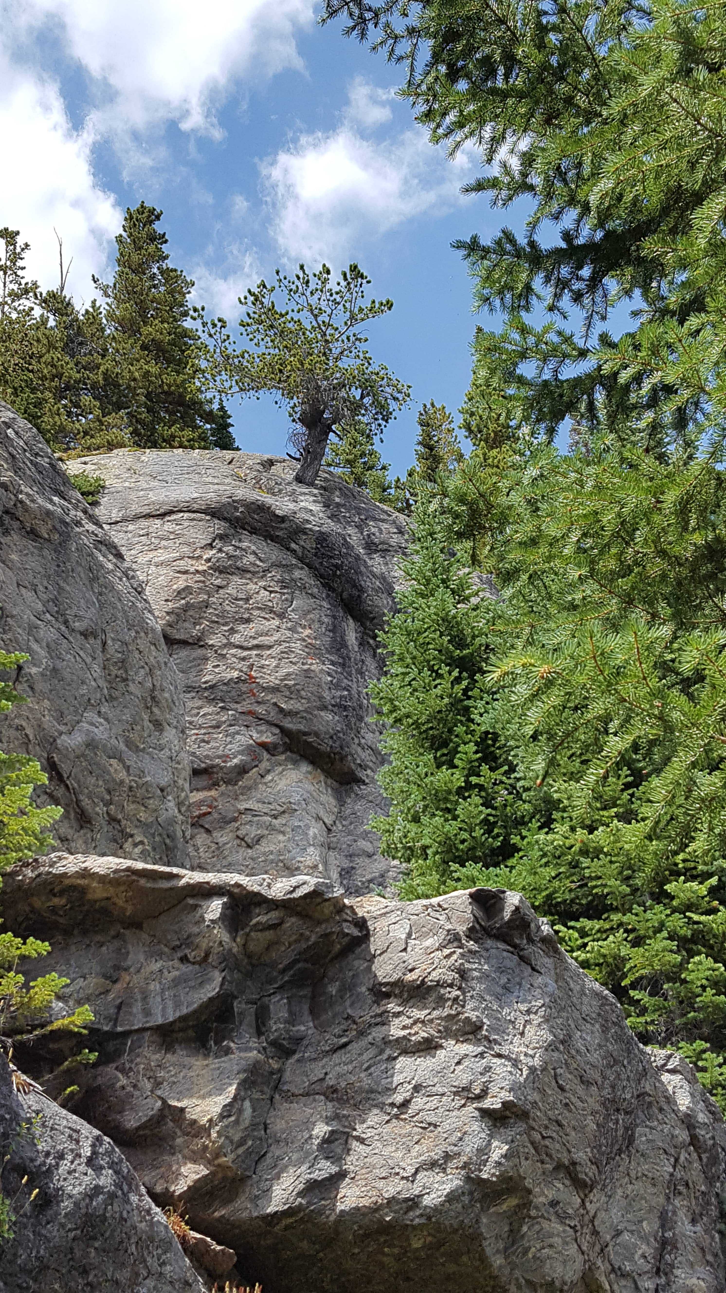 Tree growing out of rock in Rocky Mountain Nat'l Park
