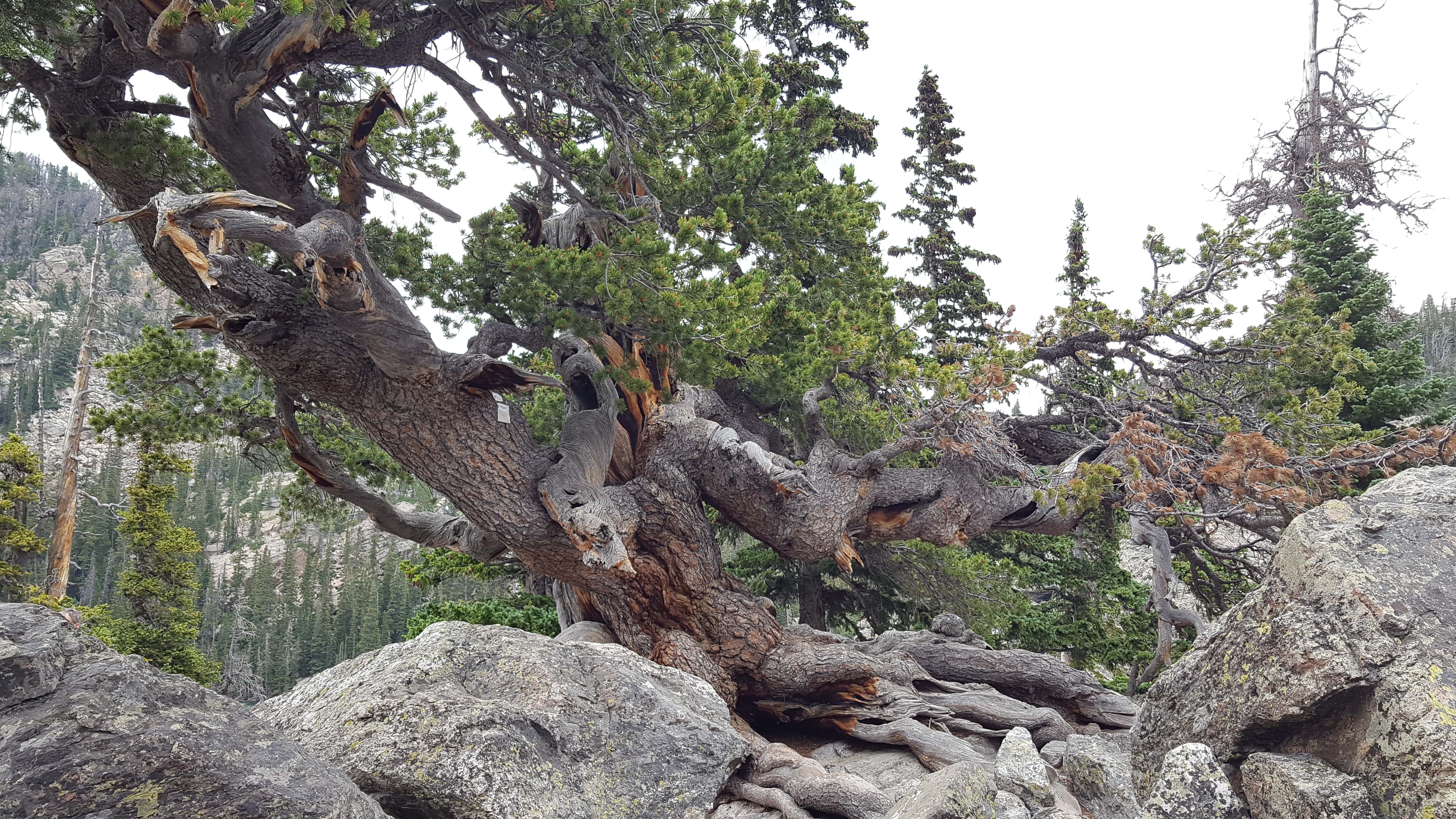 Tree at Lake Haiyaha in Rocky Mountain Nat'l Park