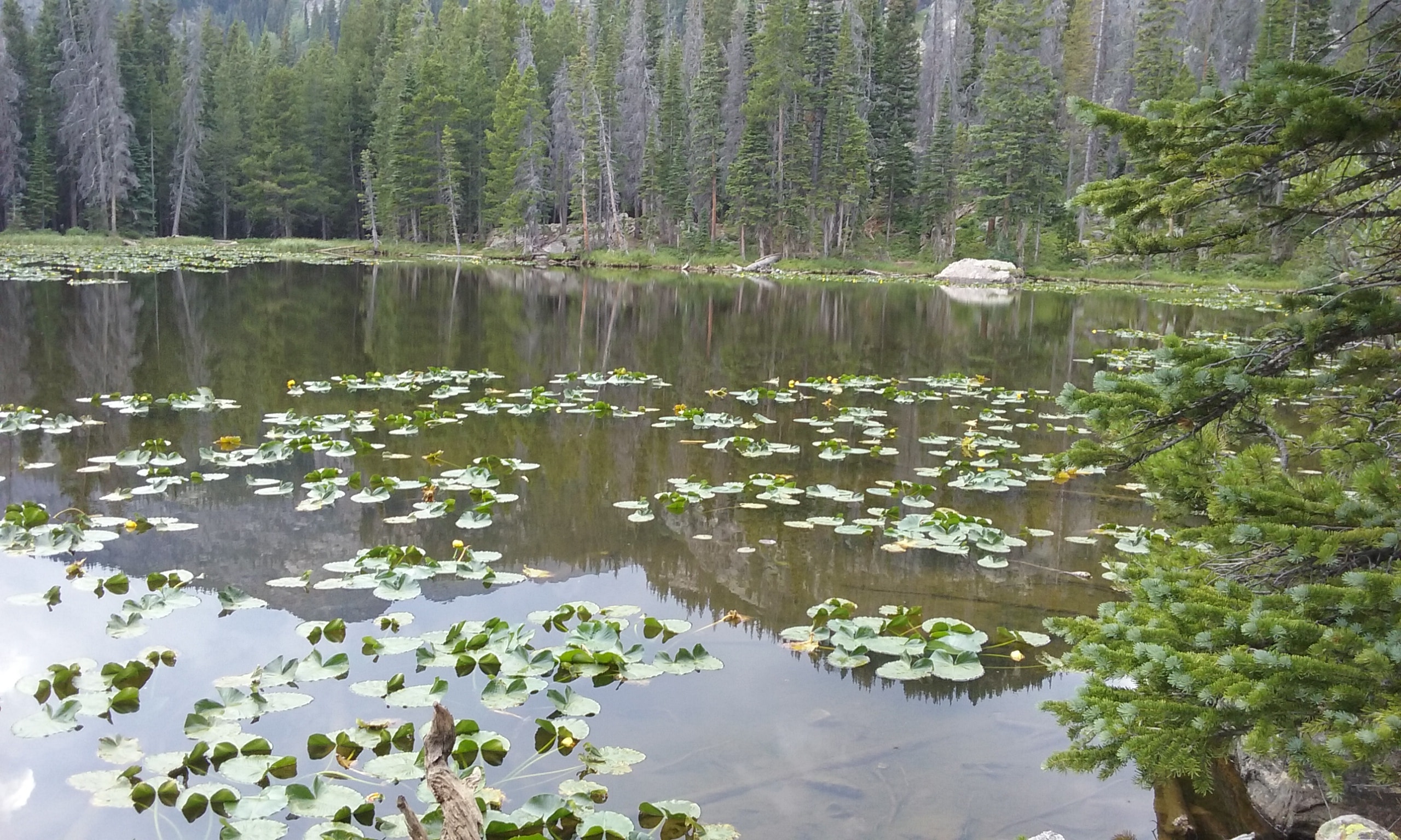 Nymph Lake, Rocky Mountain Nat'l Park