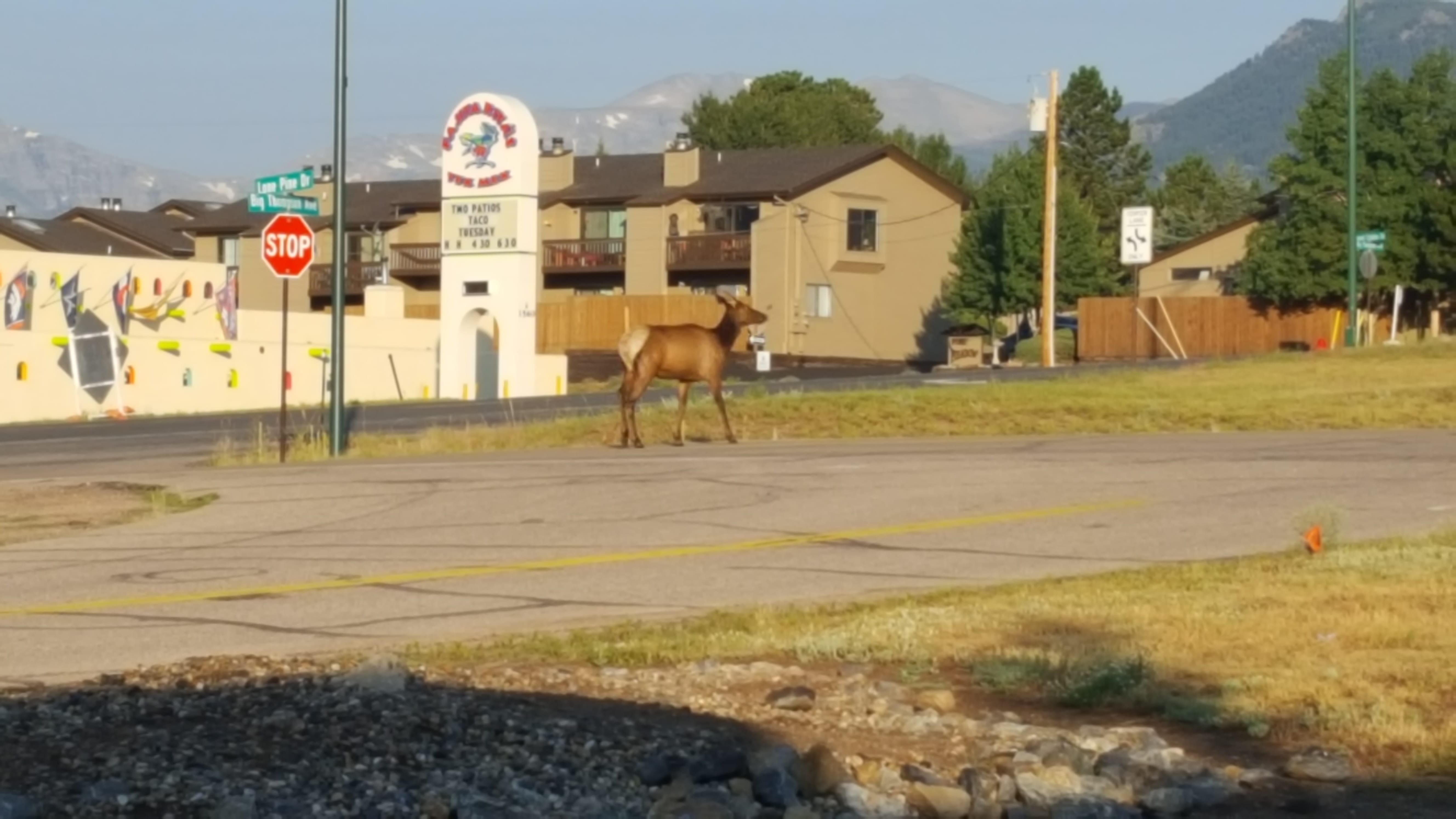 Elk in Estes Park