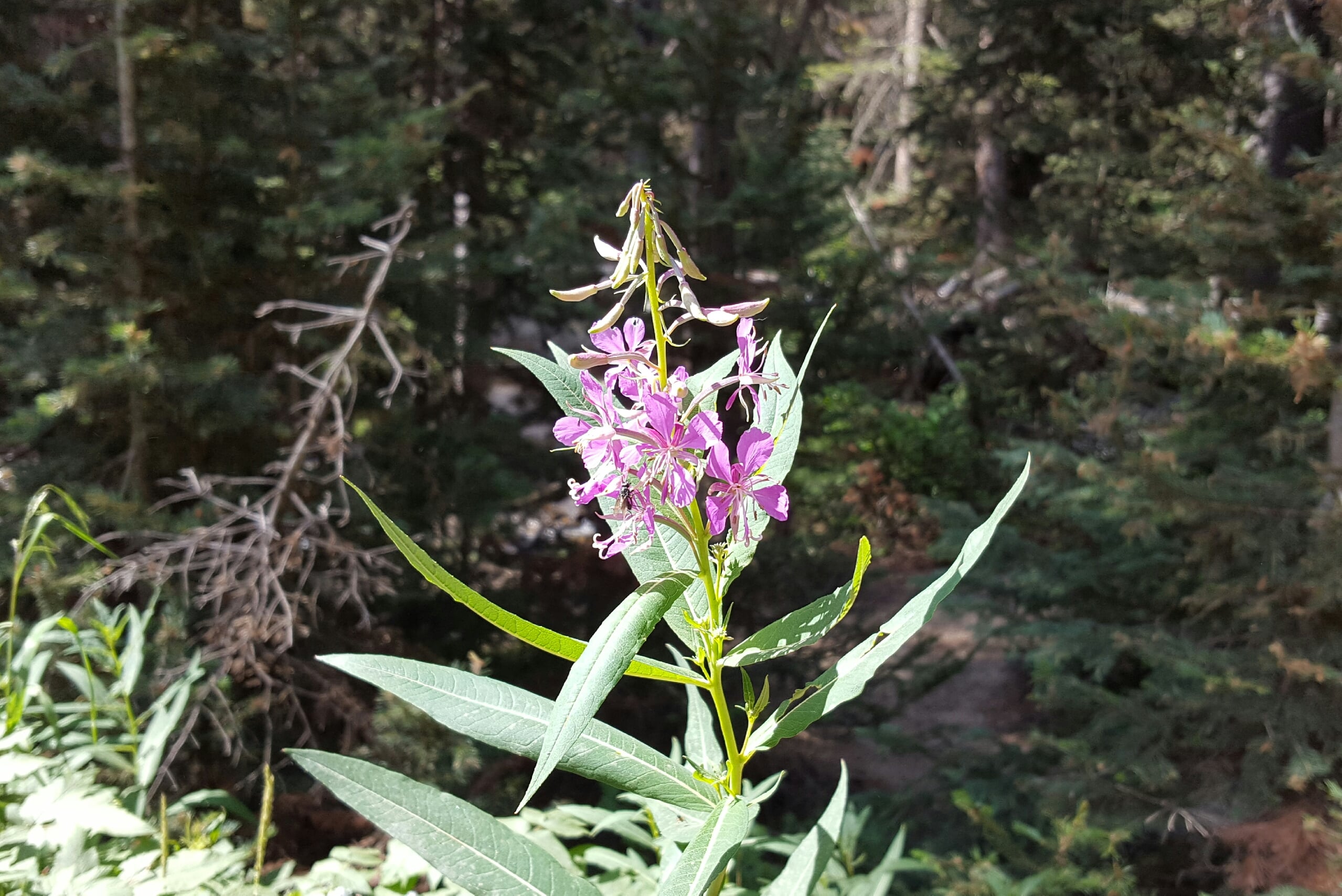 Wildflower in Rocky Mountain Nat'l Park