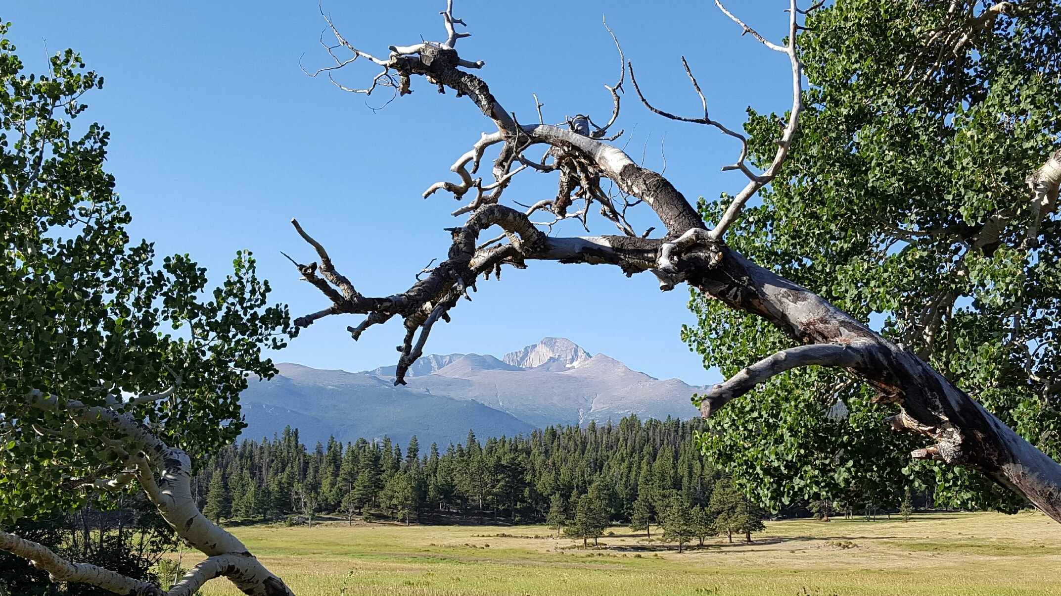 Long's Peak from Lower Beaver Meadows, RMNP