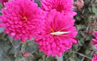 Bright flowers are a morning treasure