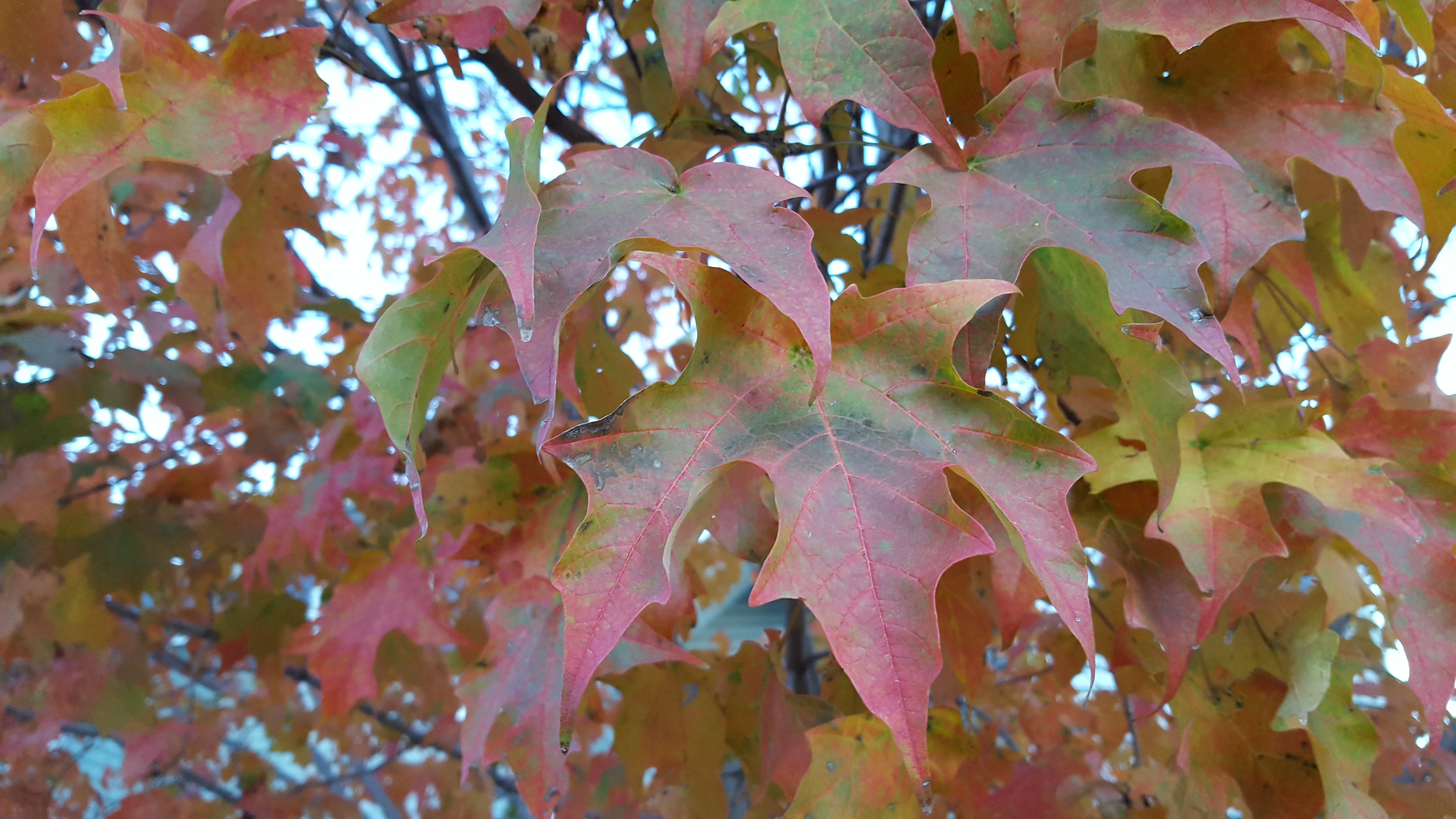 Multi-colored fall leaf