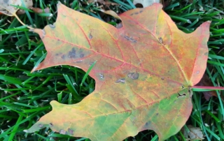 Multi-colored leaves are treasure