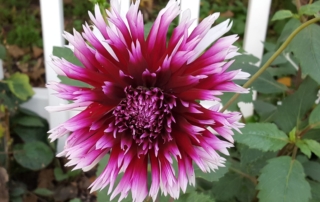 Magenta/white flower