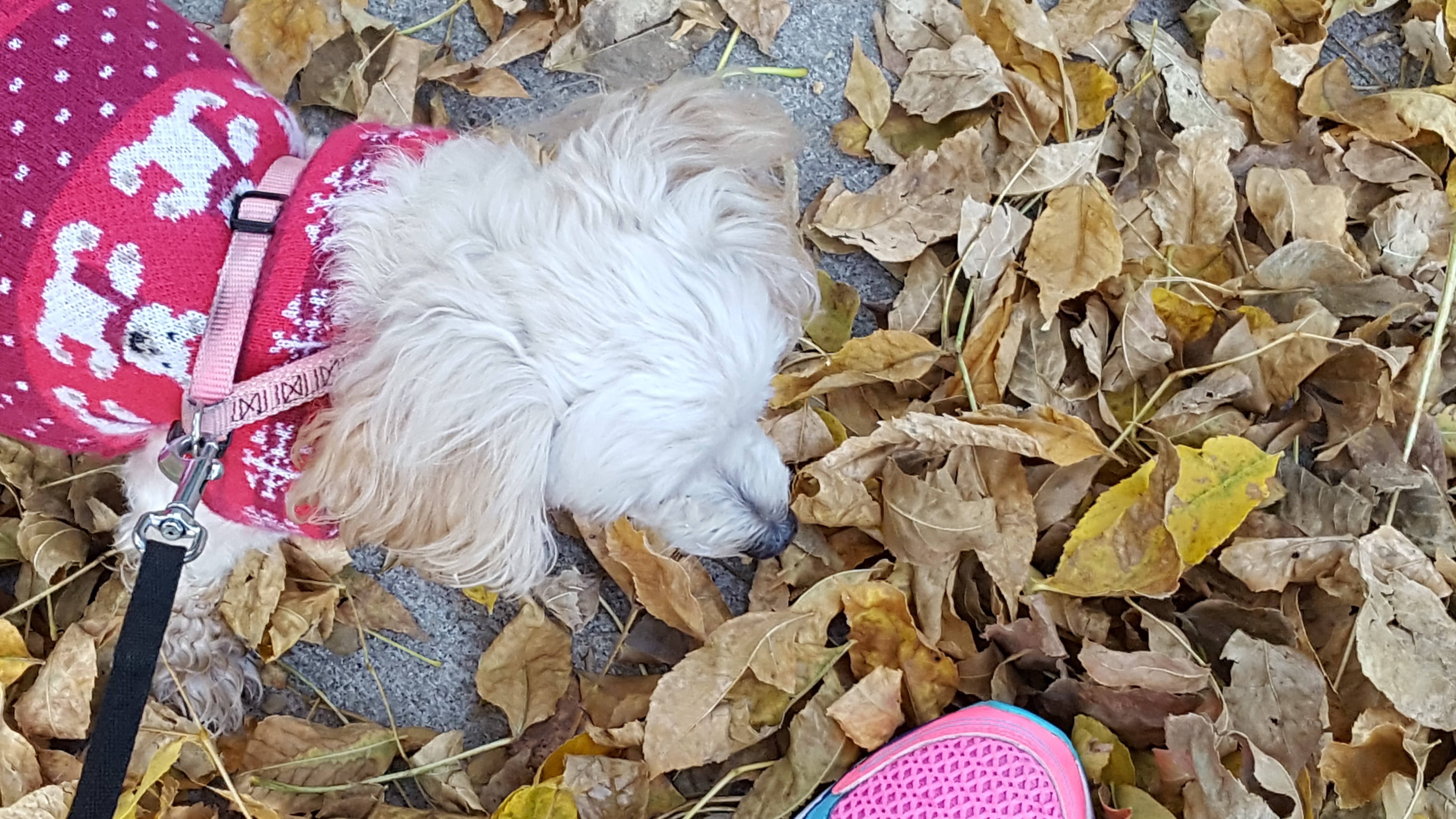 Doggie in Fall leaves