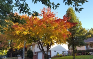 Golden red fall tree