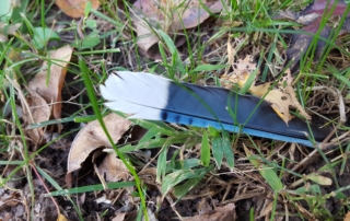 Morning treasure of a blue feather