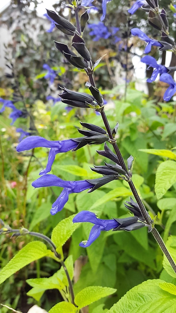 Black and Blue Salvia