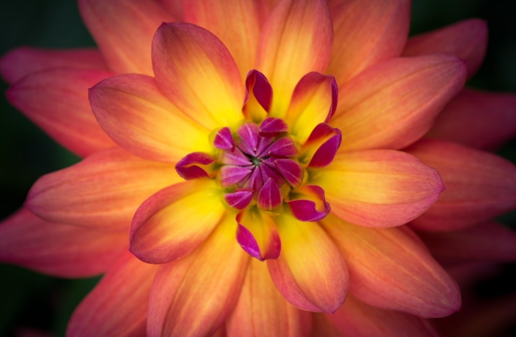 Yellow orange pink flower