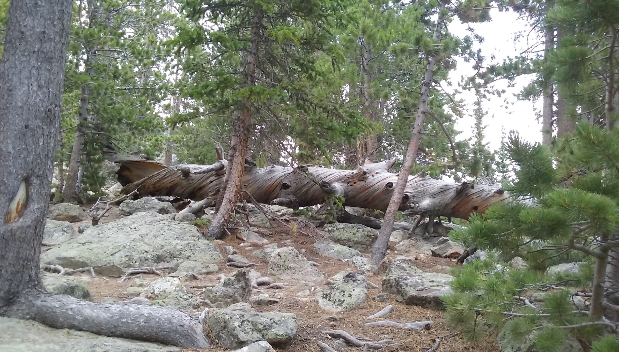 Dead twisted tree in Rocky Mountain Nat'l Park