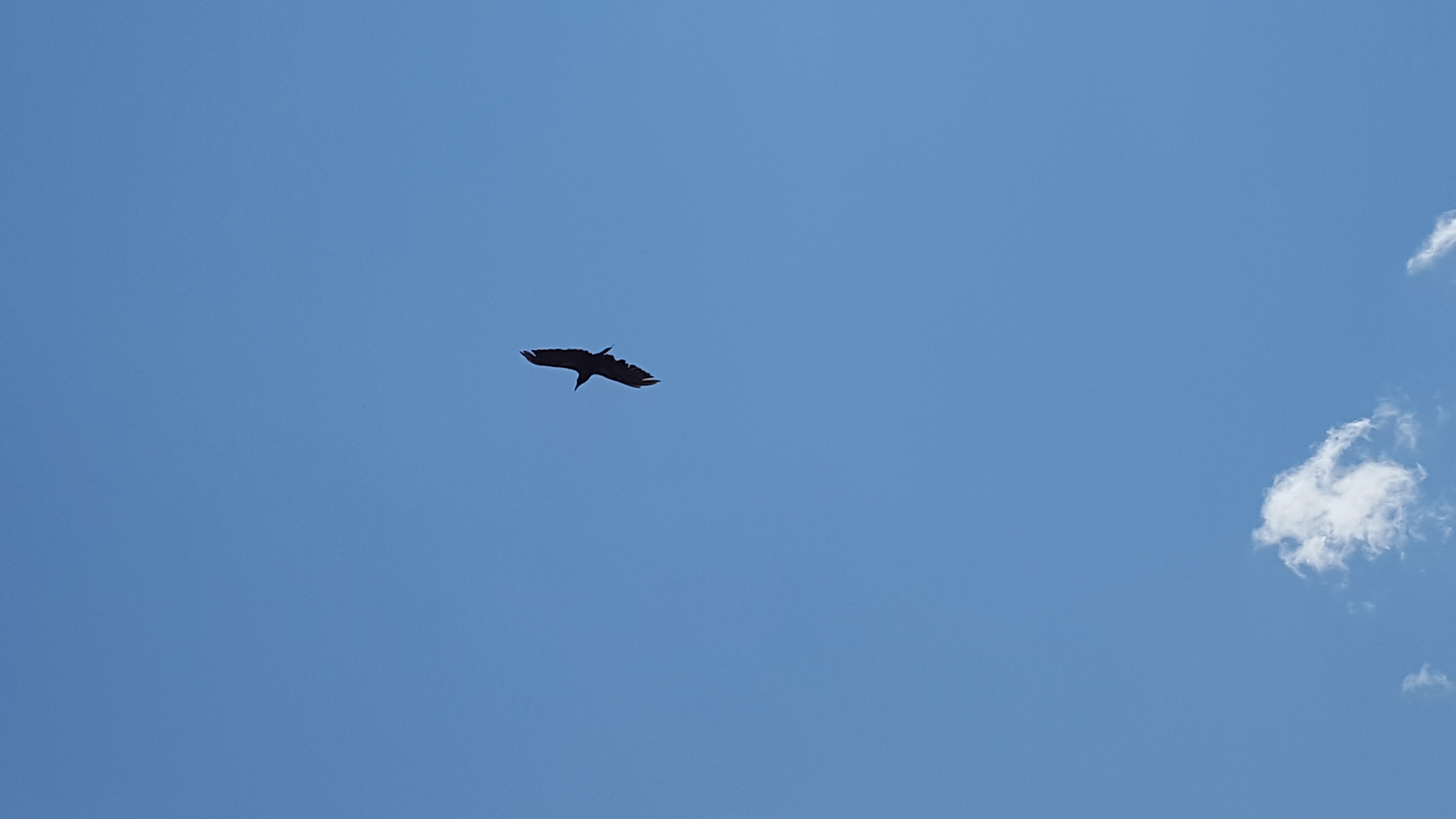 Bird in flight above Trail Ridge Road, RMNP
