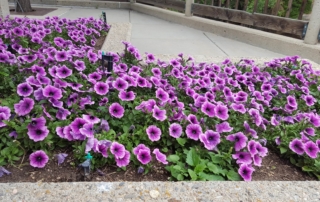 Purple petunias in Estes Park