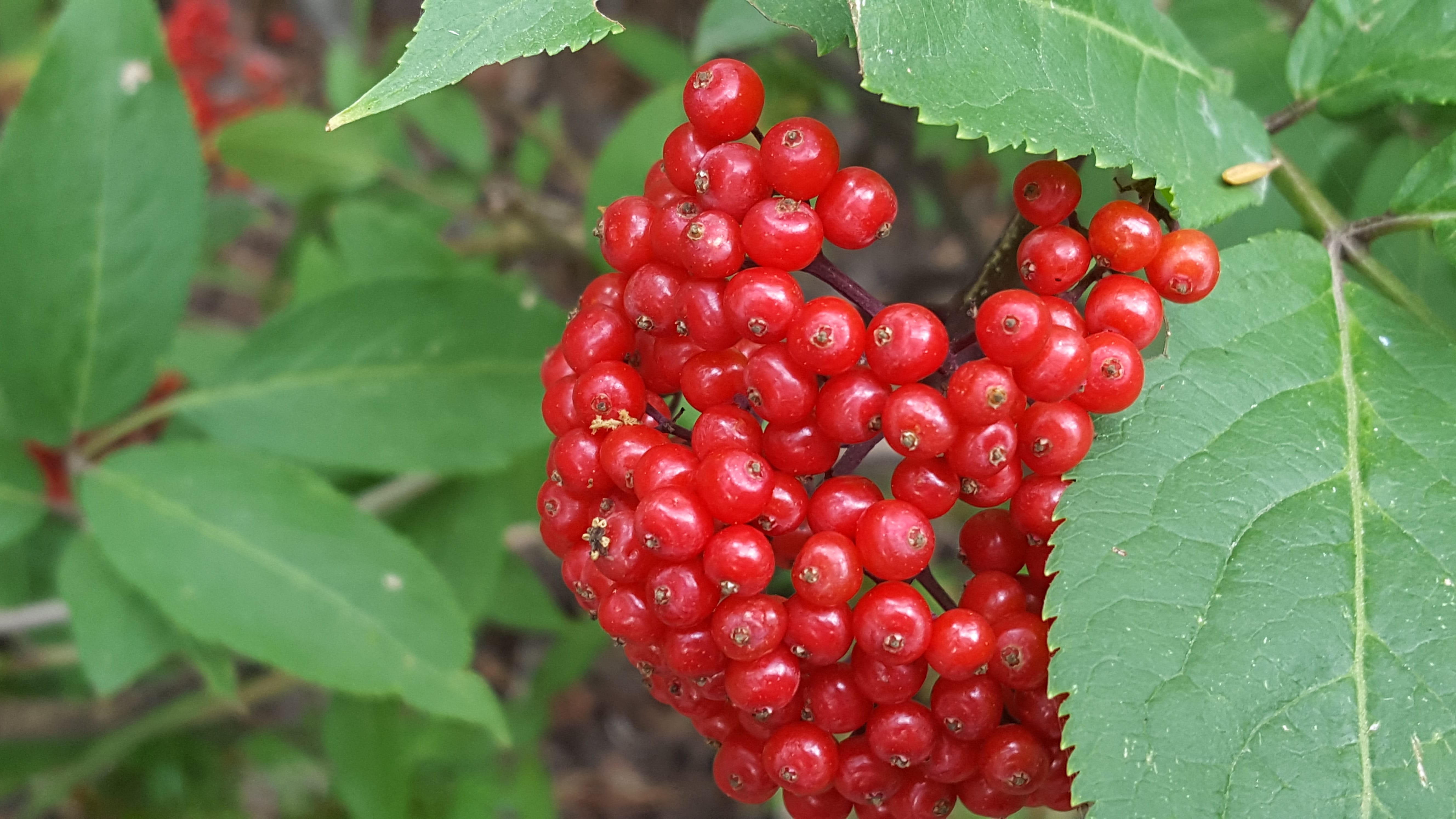 Vibrant red berries