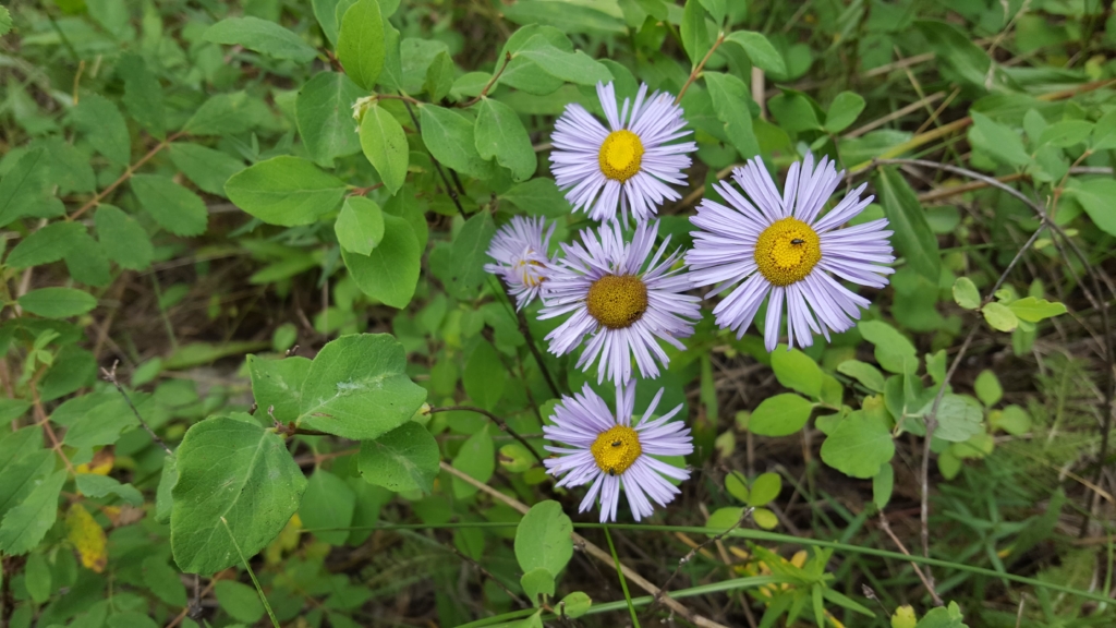 Wildflowers on the trail to Bridal Veil Falls
