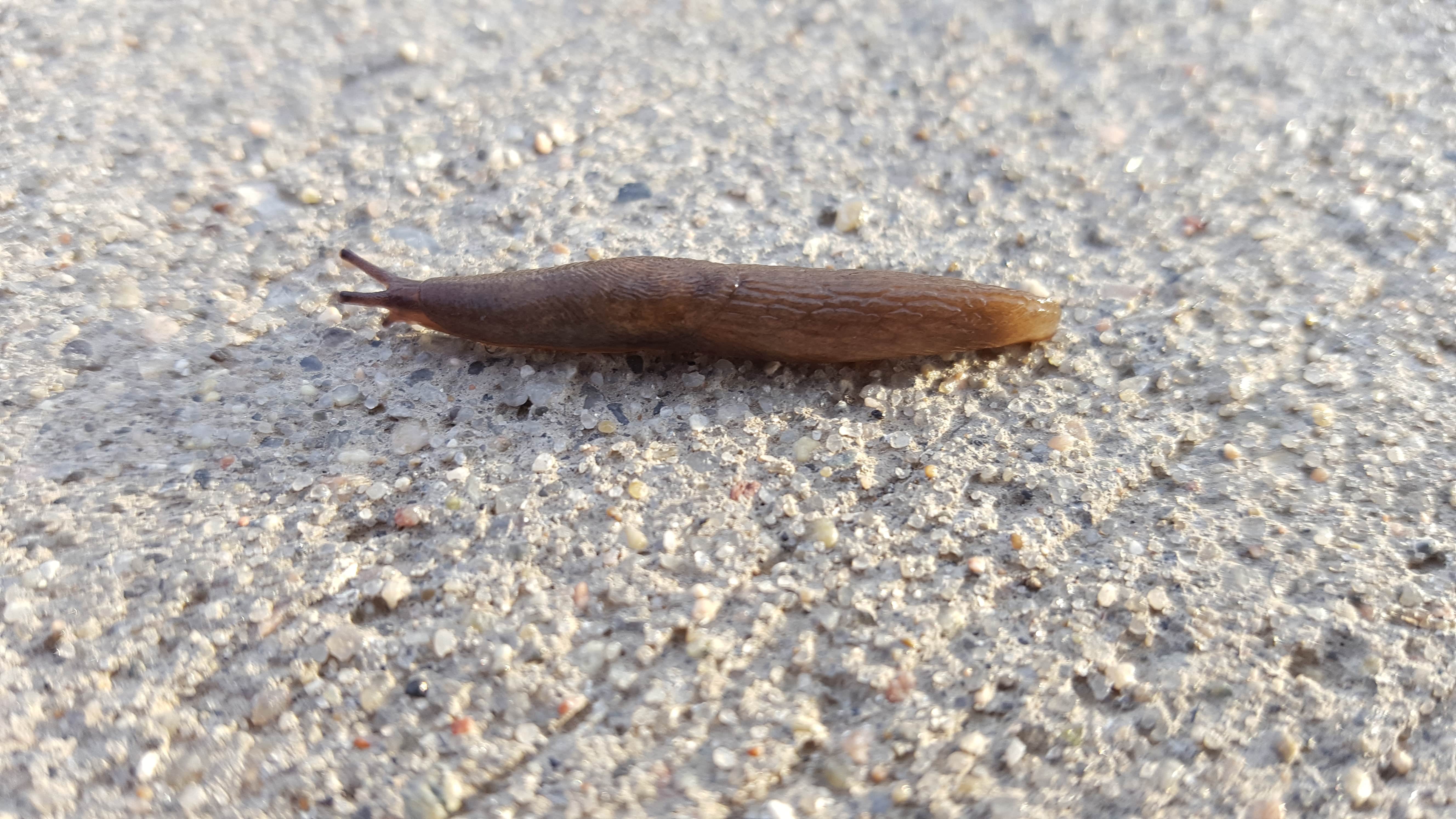 Slug