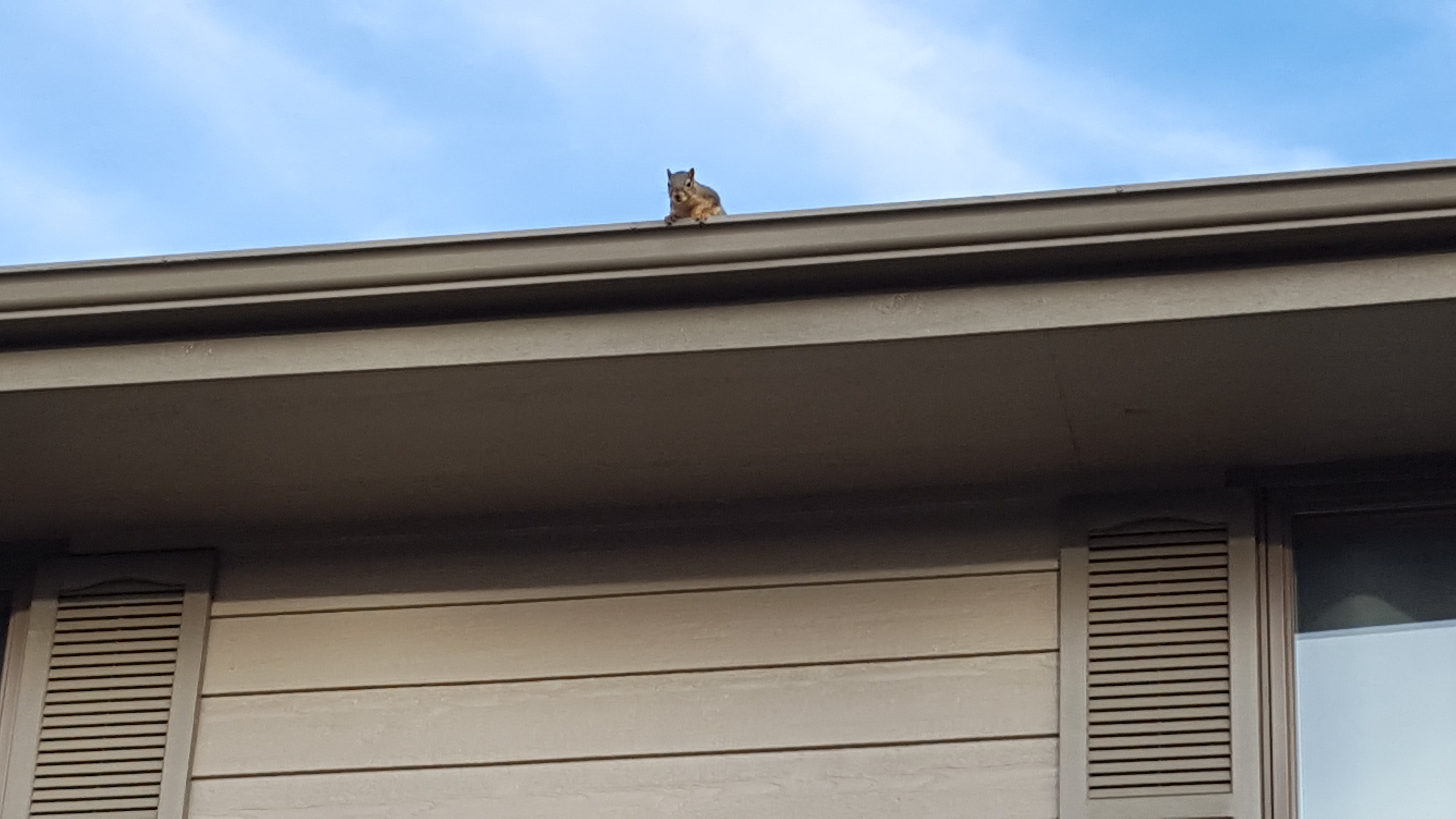 Squirrel on roof in November