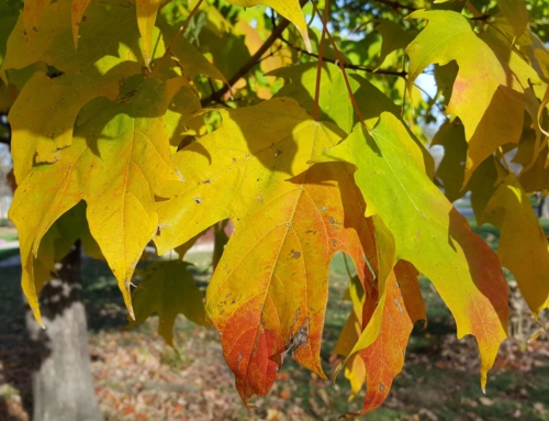 Afternoon Treasures to catch your eye