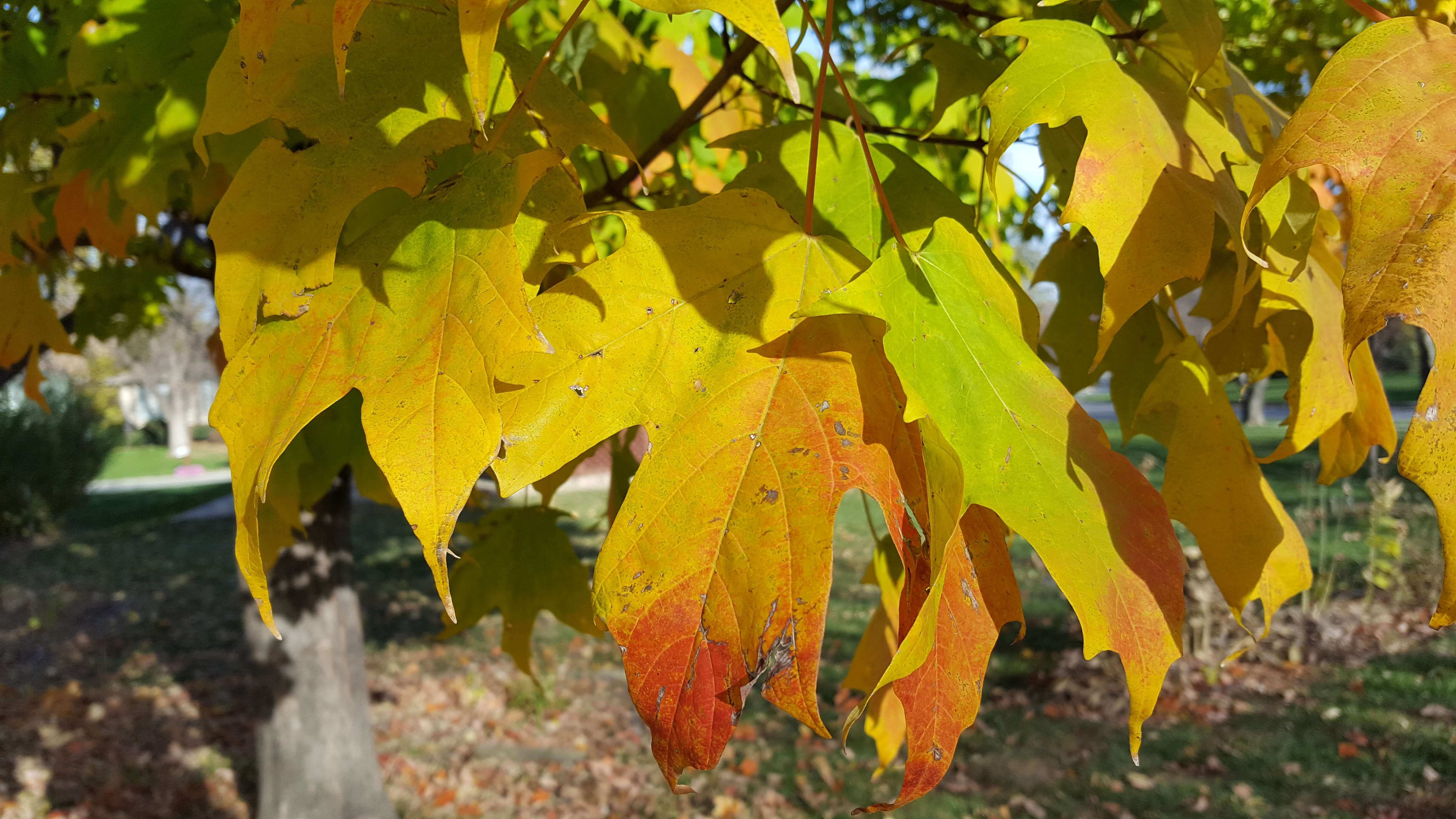 Multi-colored fall leaves