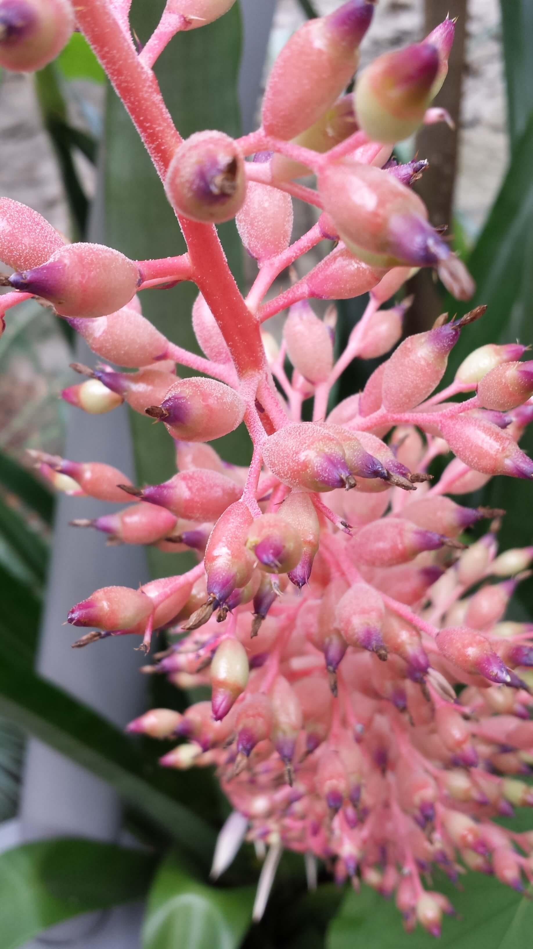 Exotic flower seen at botanical gardens