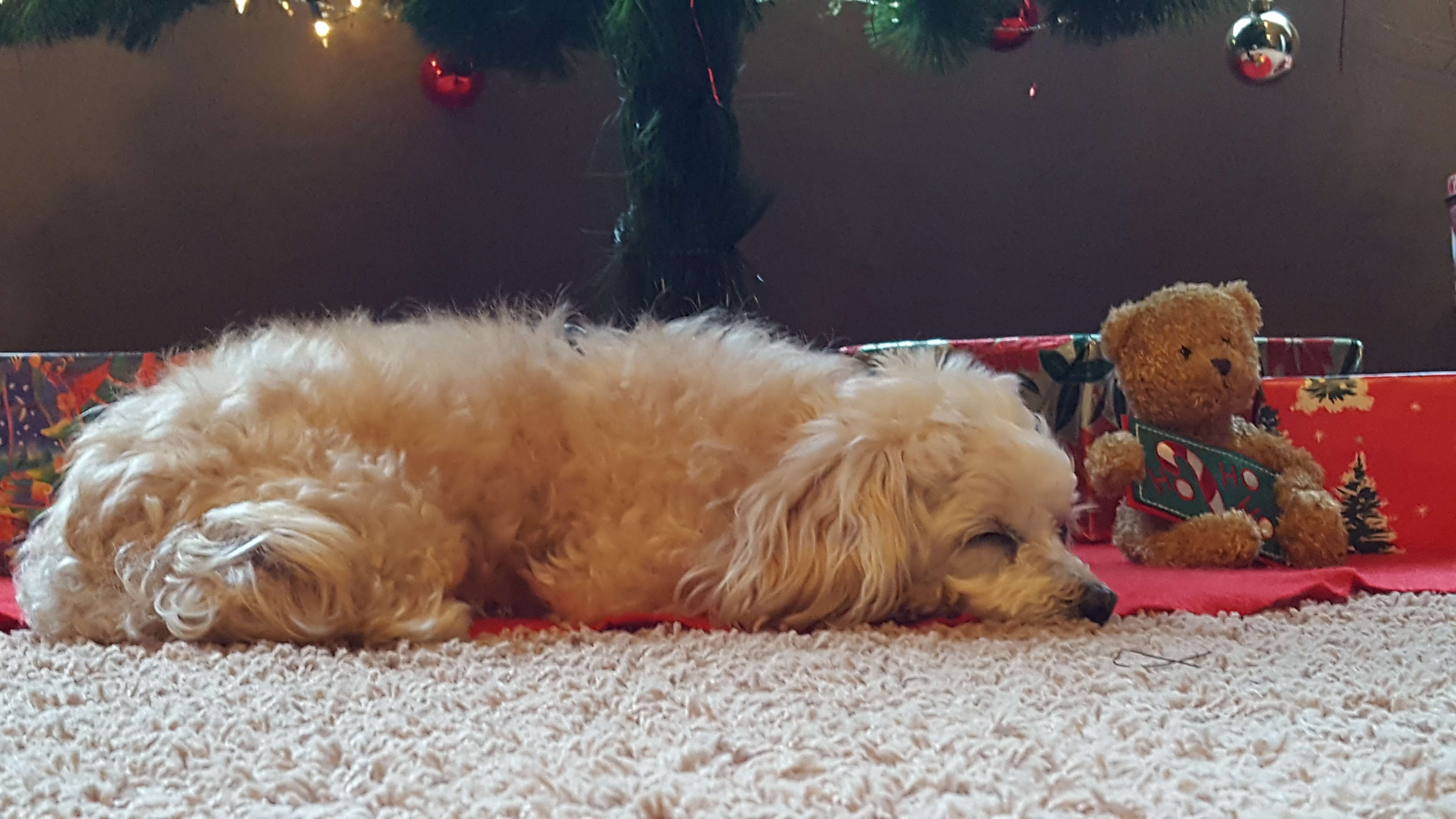 Puppy napping under the Christmas tree