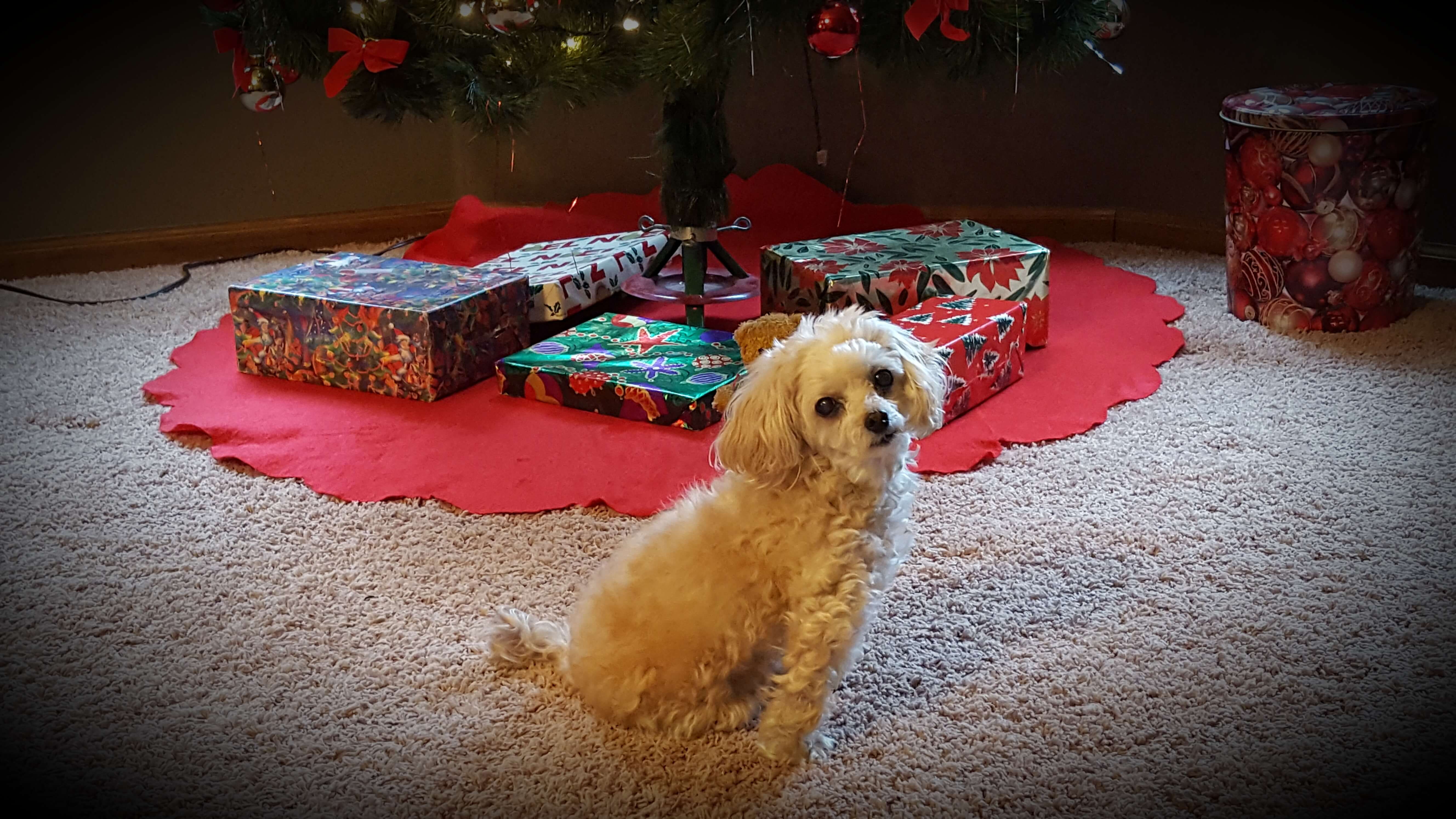 Cute puppy under Christmas tree