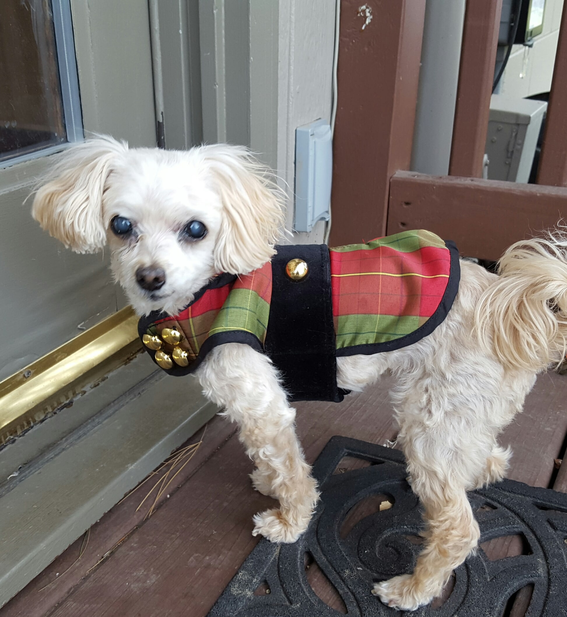 Doggie Christmas coat