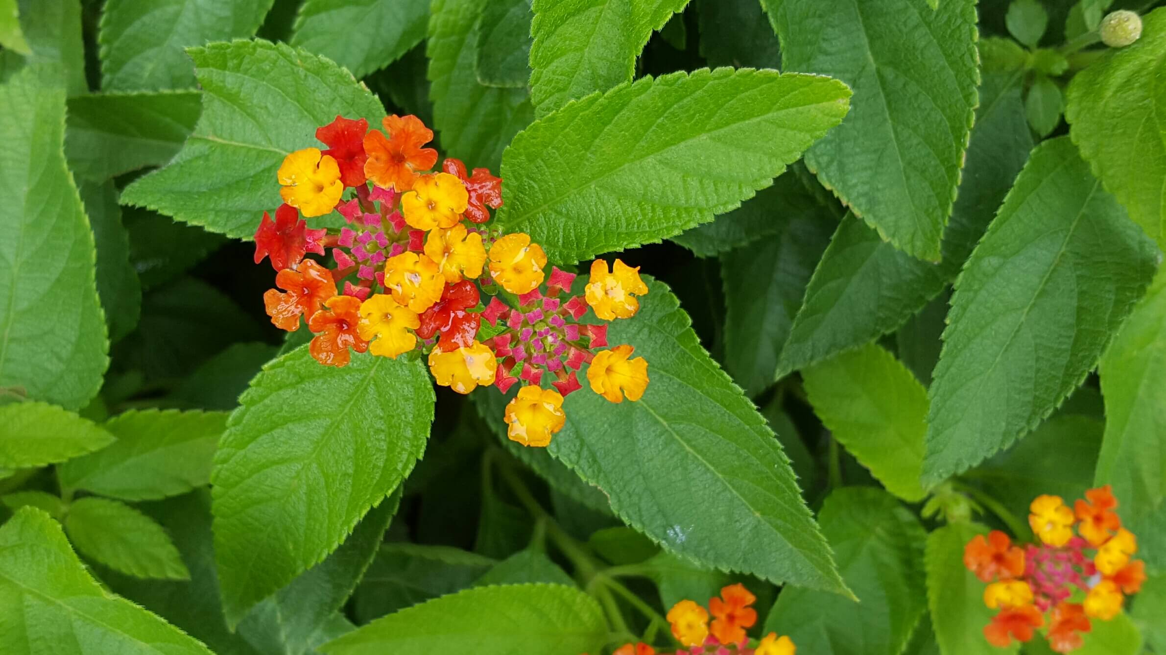 Colorful Lantana