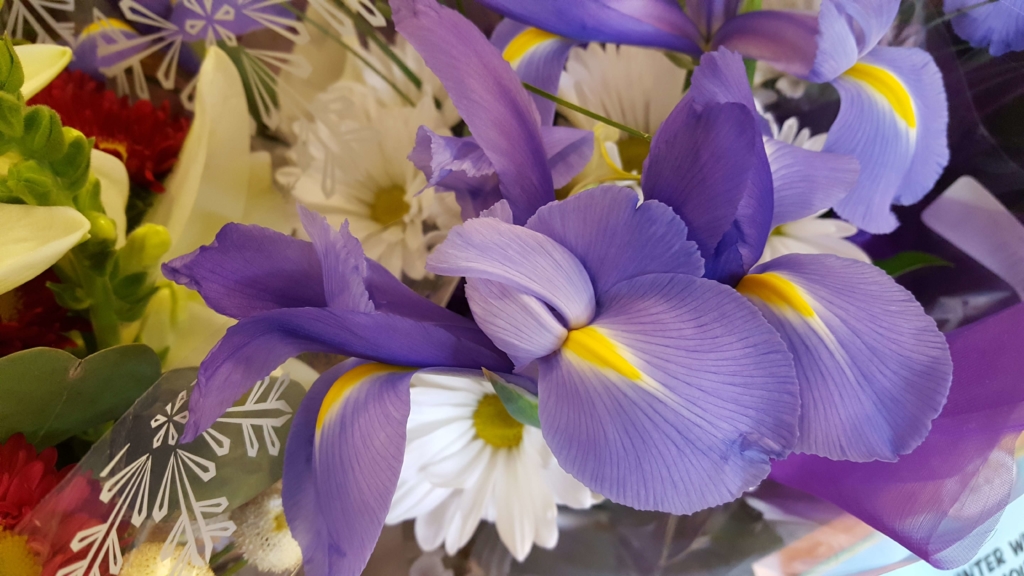 Amazing purple flowers