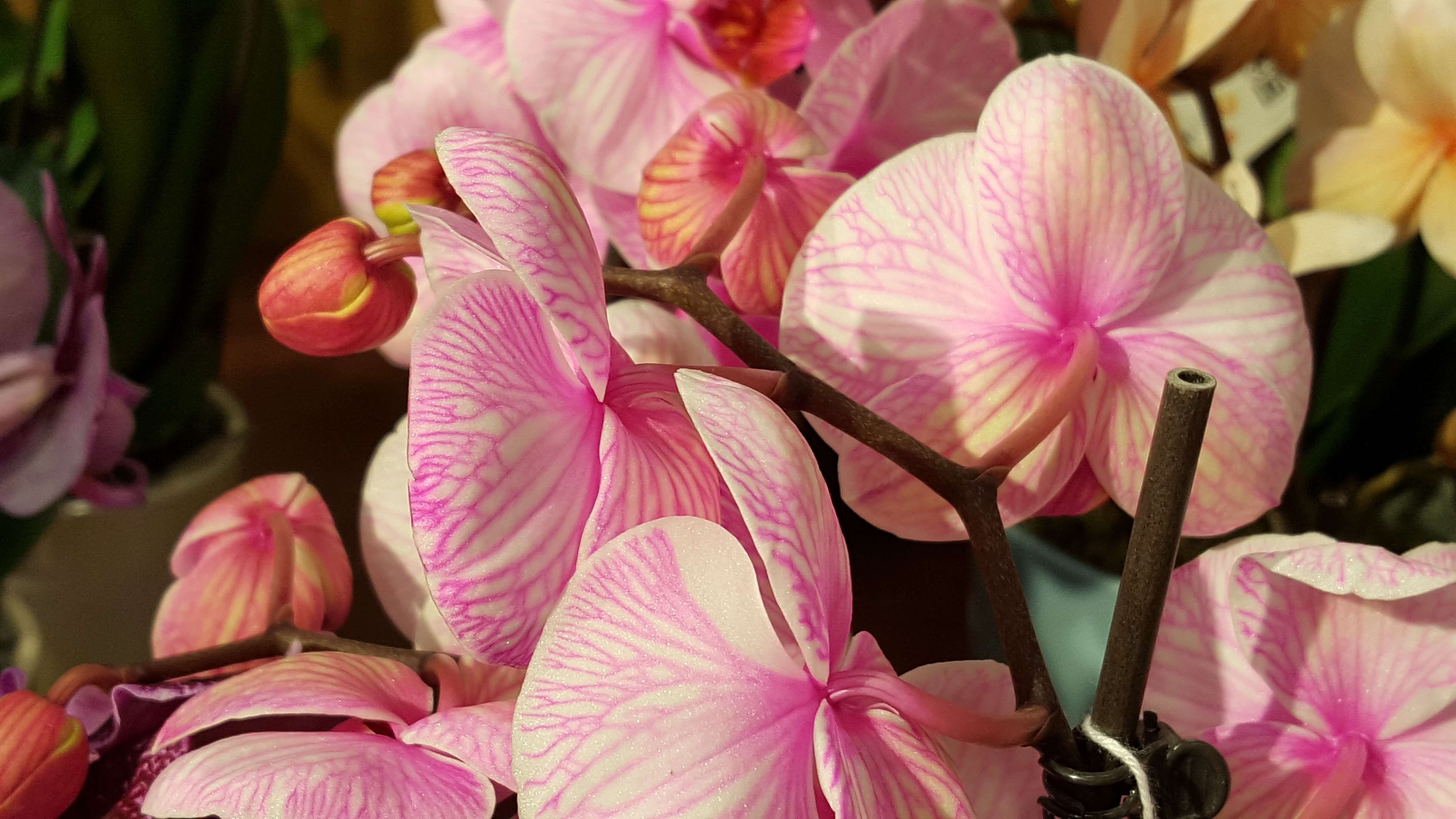 Pink orchids