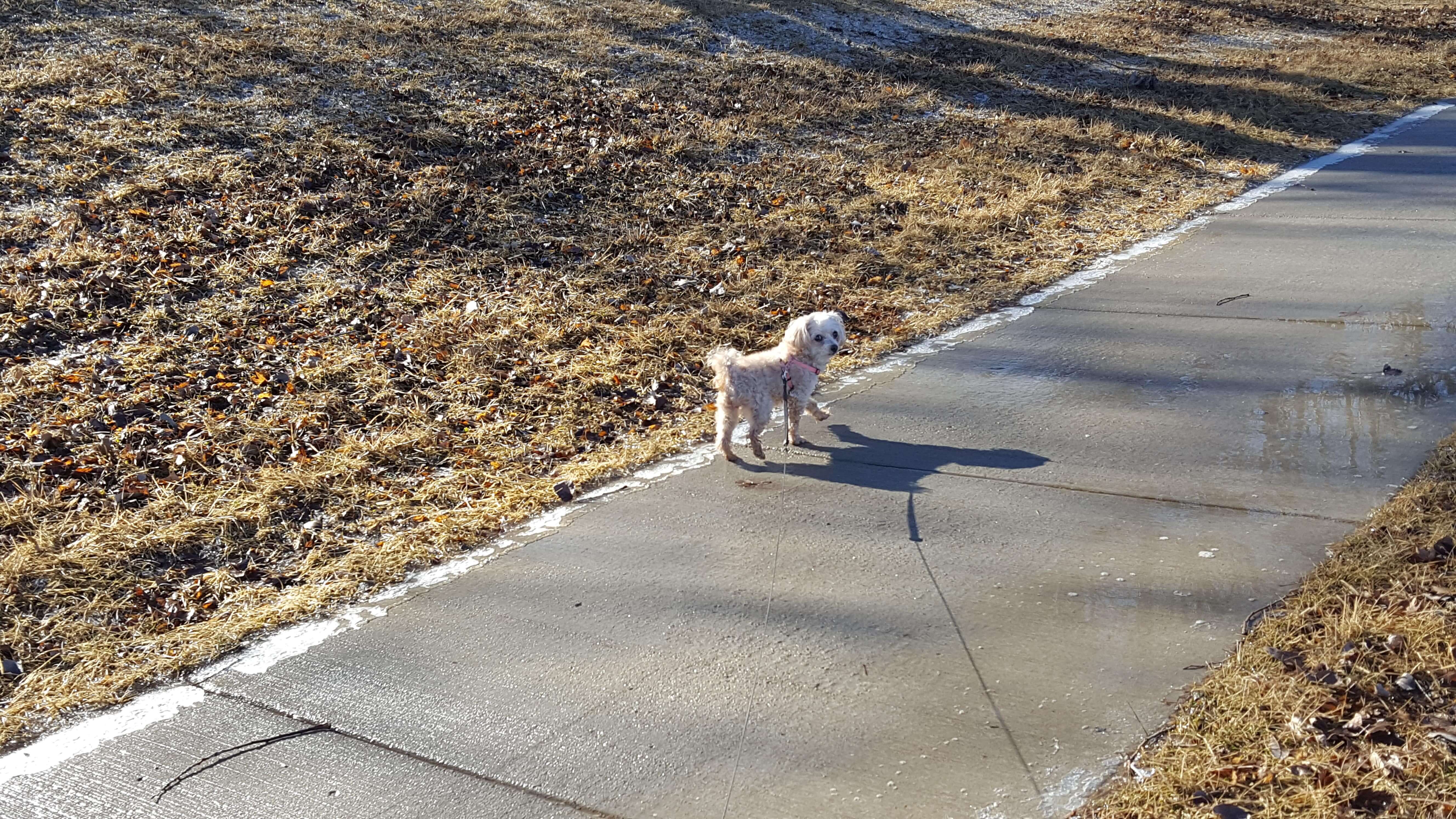 Puppy walking