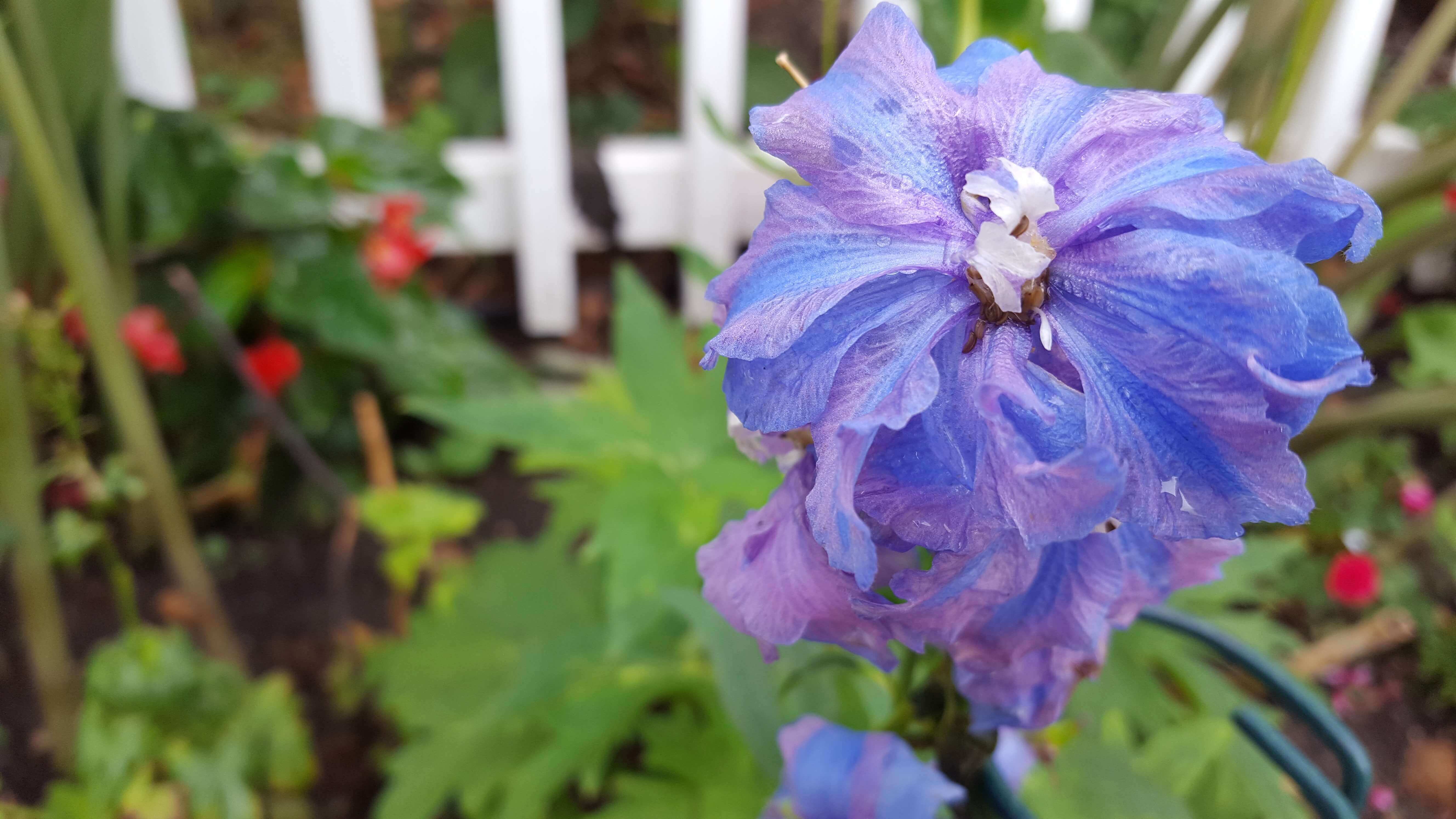 Purple and blue delphinium