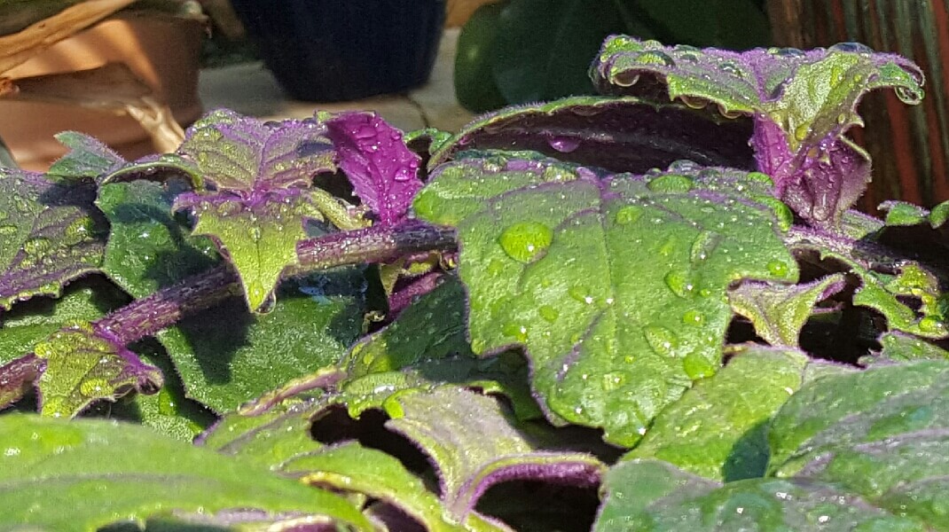 Purple-tinged leaves