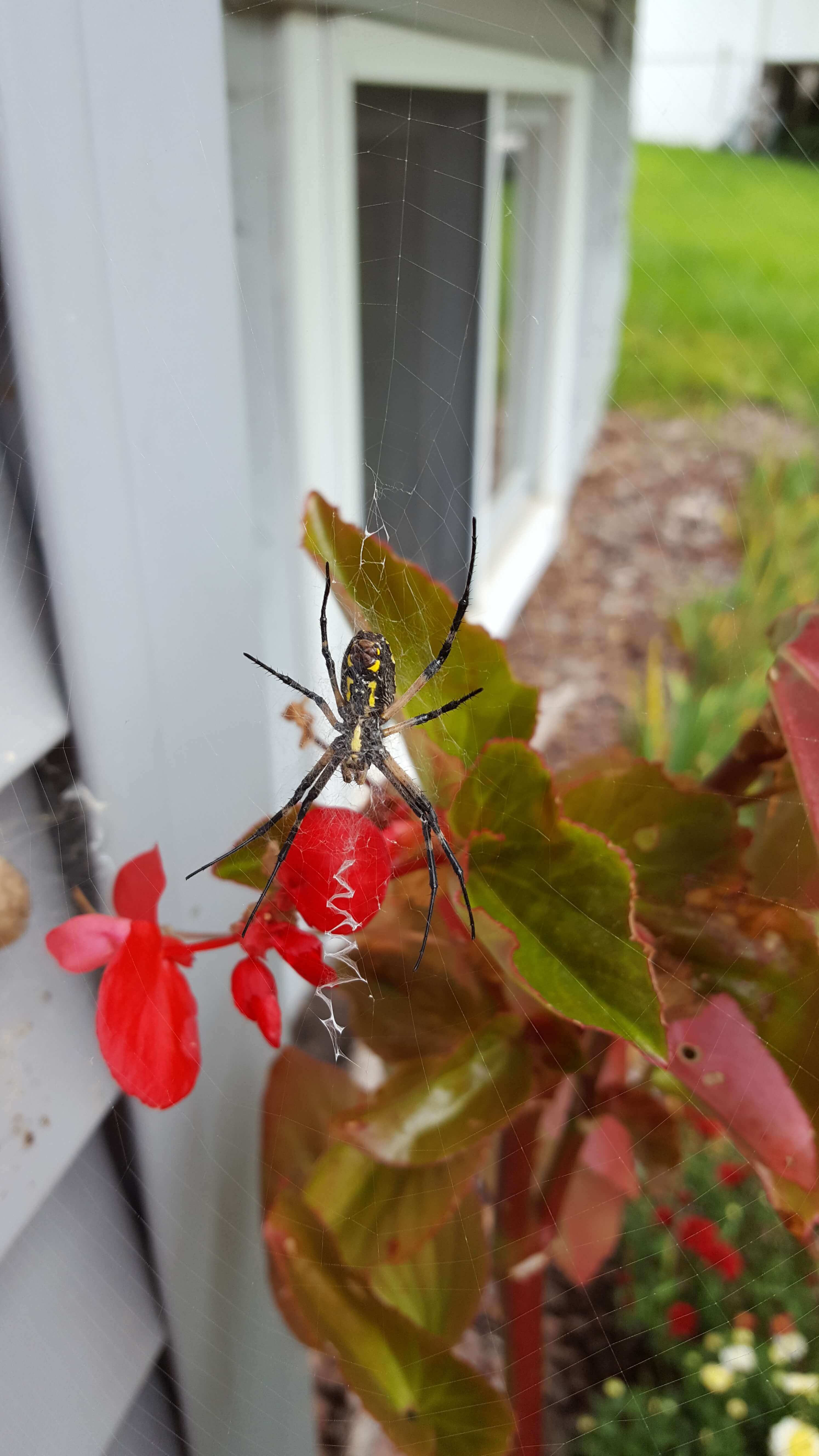 Garden spider!
