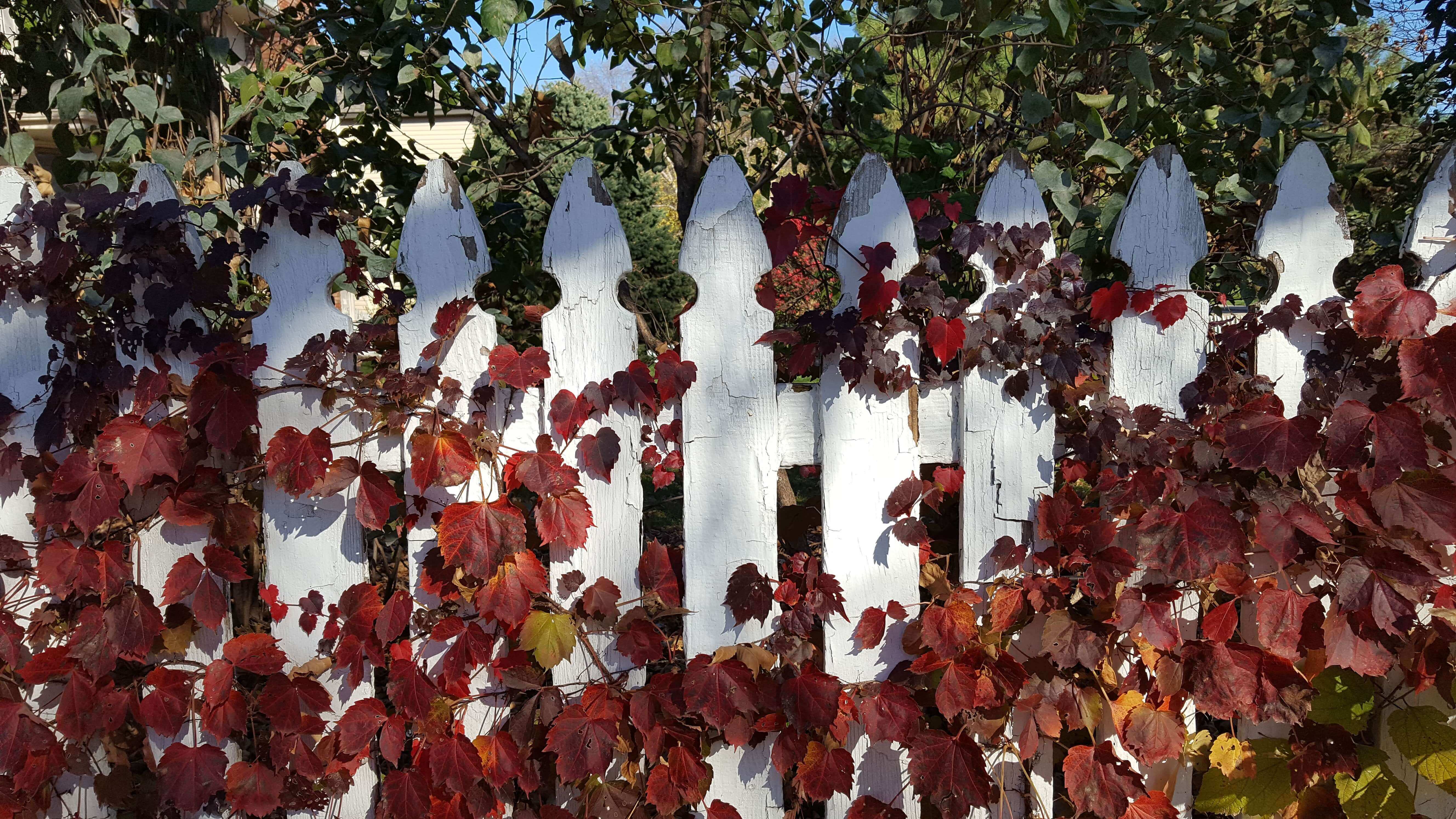 White picket fence