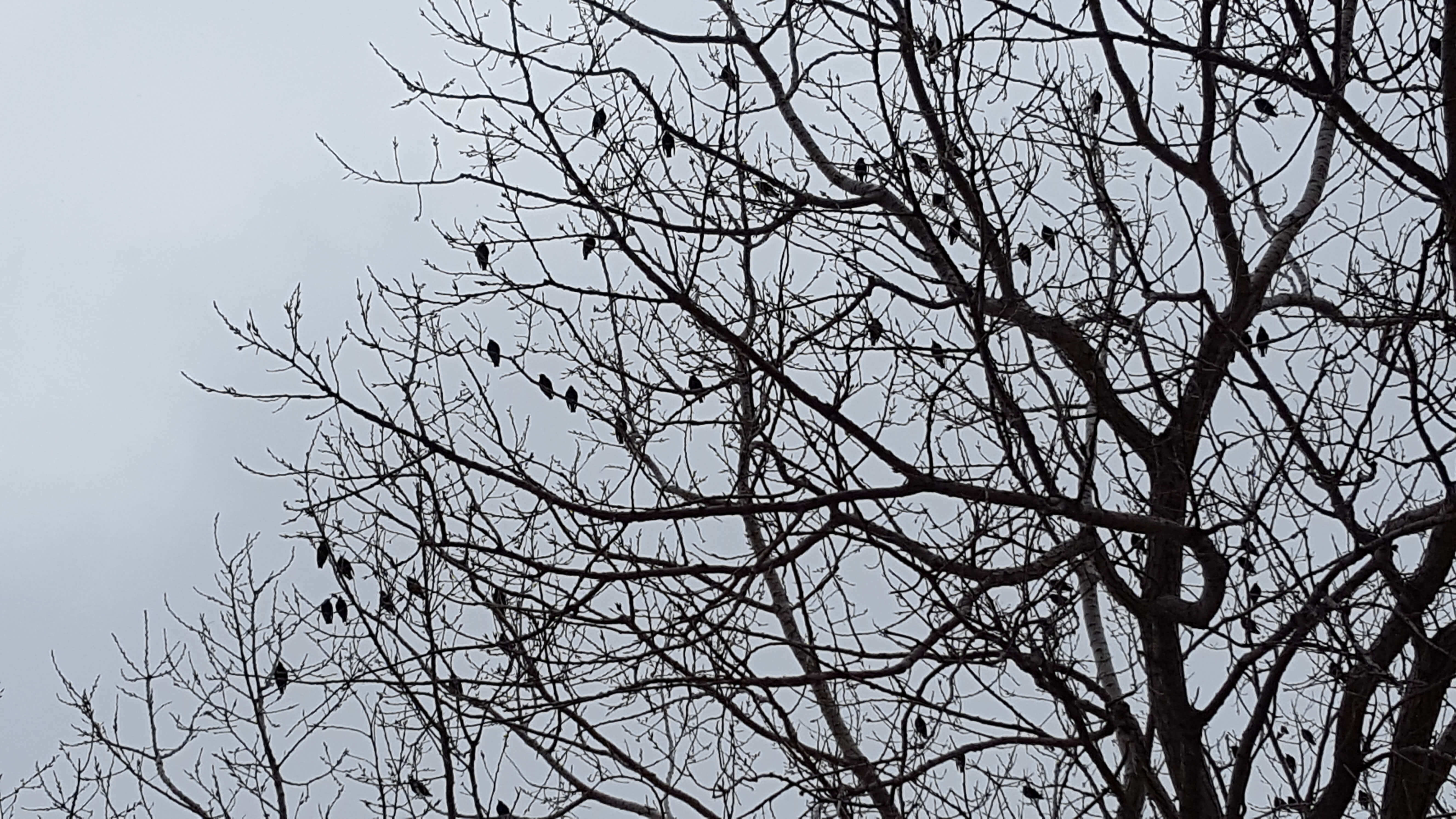 Many birds in tree
