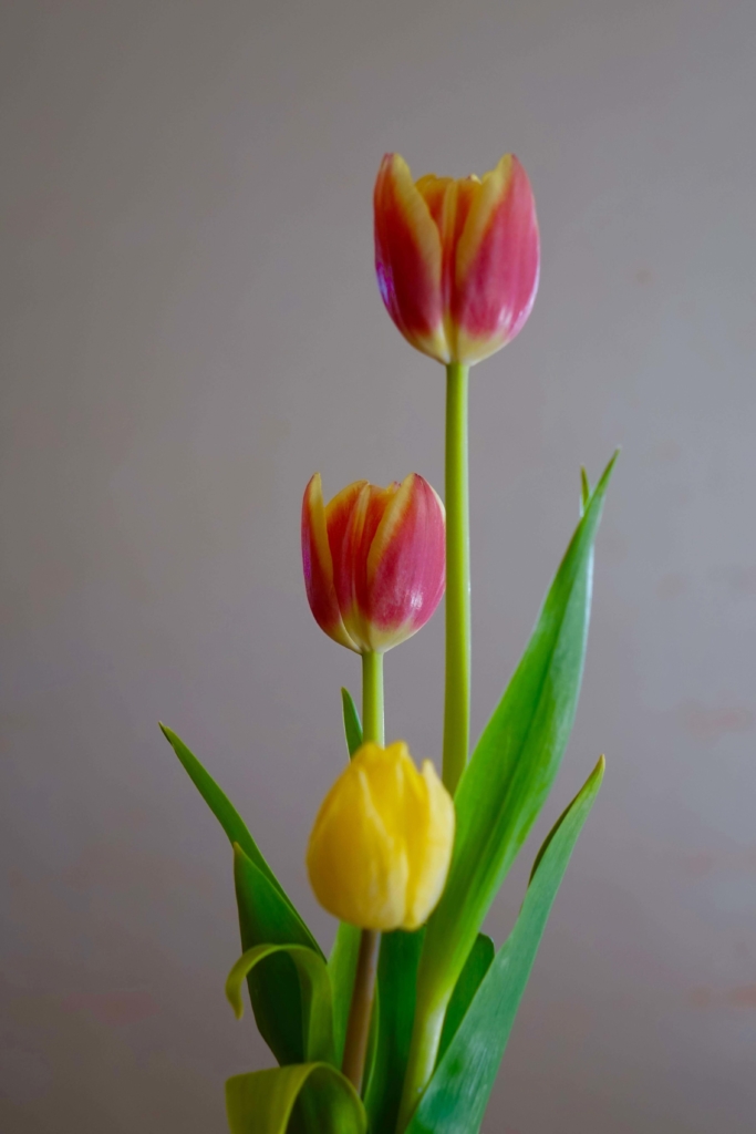 3 tulips