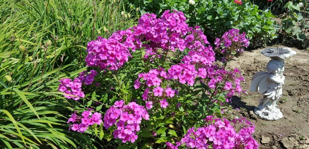 Tall Garden Phlox